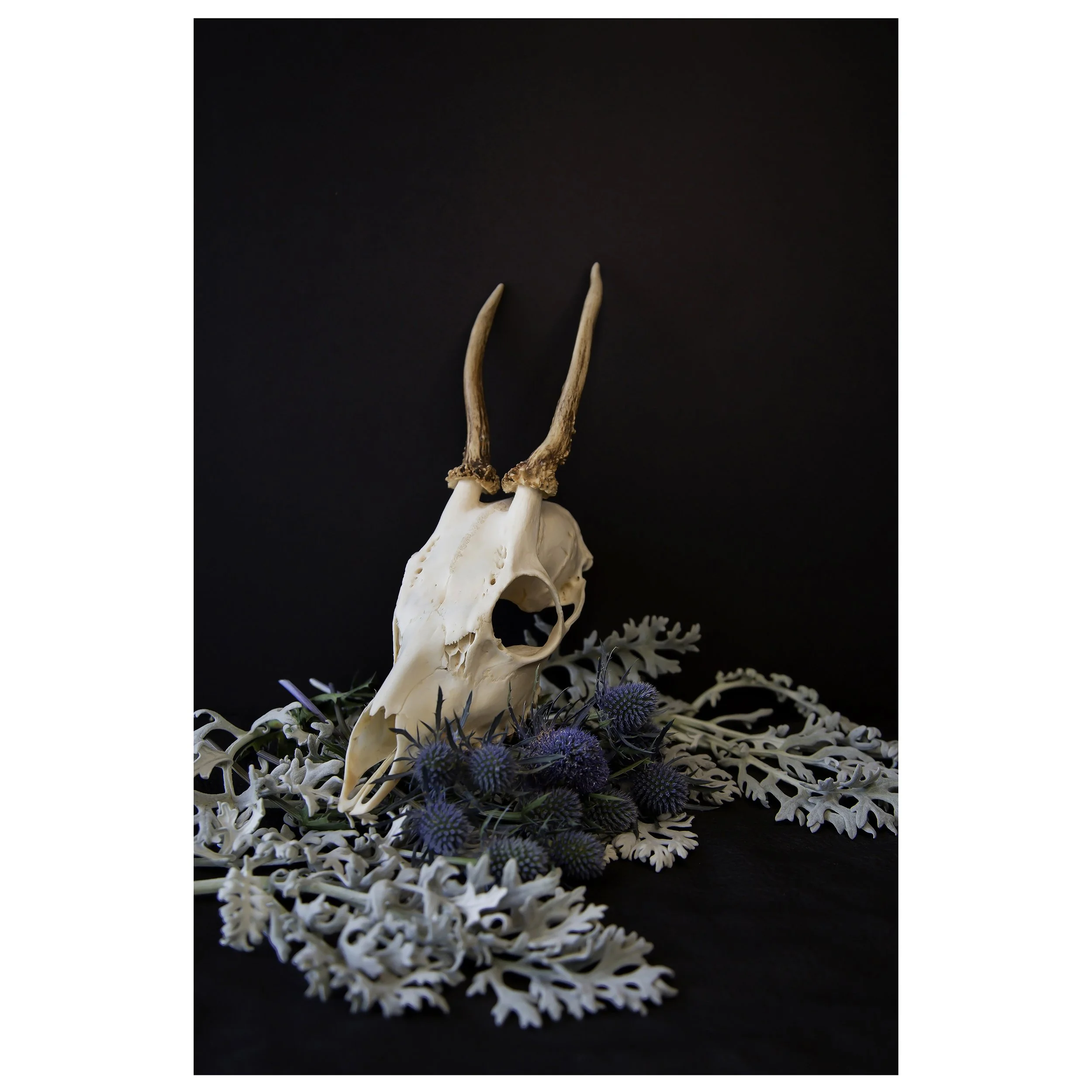 Muntjac Deer Skull on a Bed of Blue Thistle and Dusty Miller Still Life