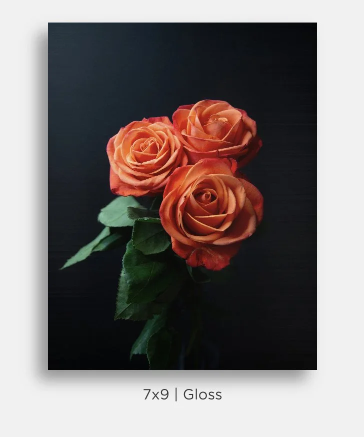 Metallic prints for sale. Image of a trio of orange roses and leaves on black. Great gifts, home decor.