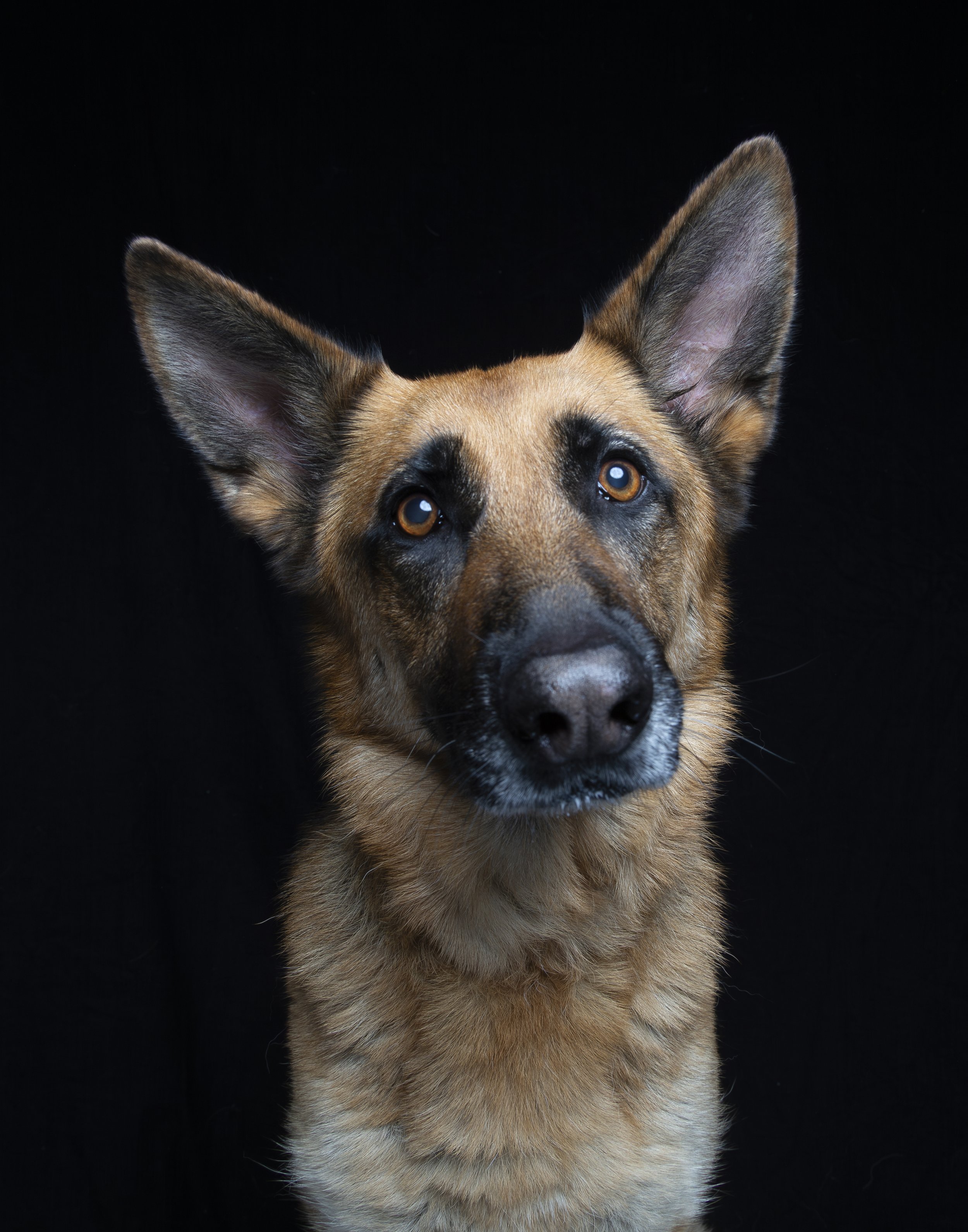 Portrait of a German Shepard dog with large ears against a black background.