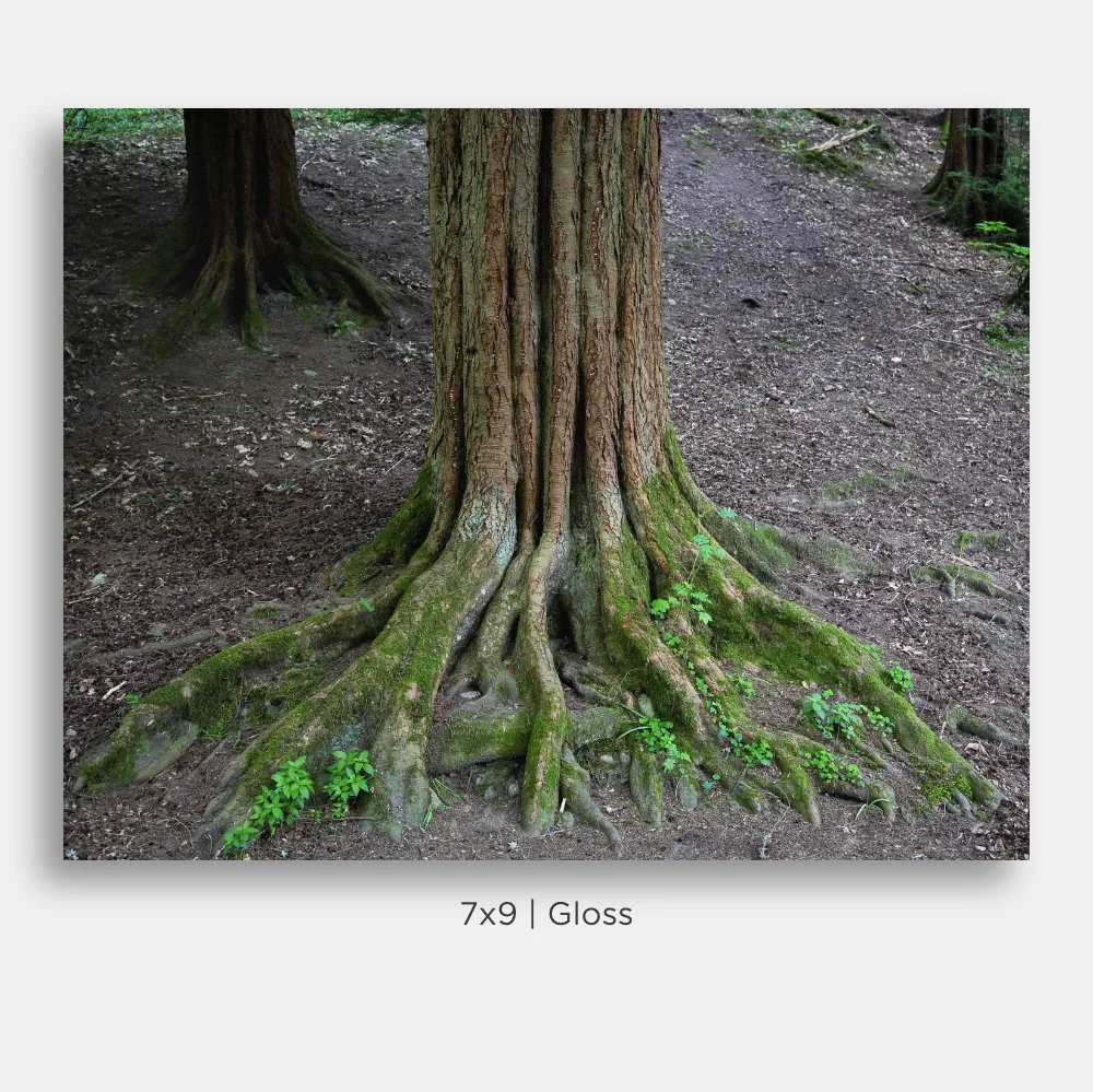 Landscape of tree roots covered in moss inside the forest of The Hermitage nature preserve in Perthshire, Scotland. Prints for sale.