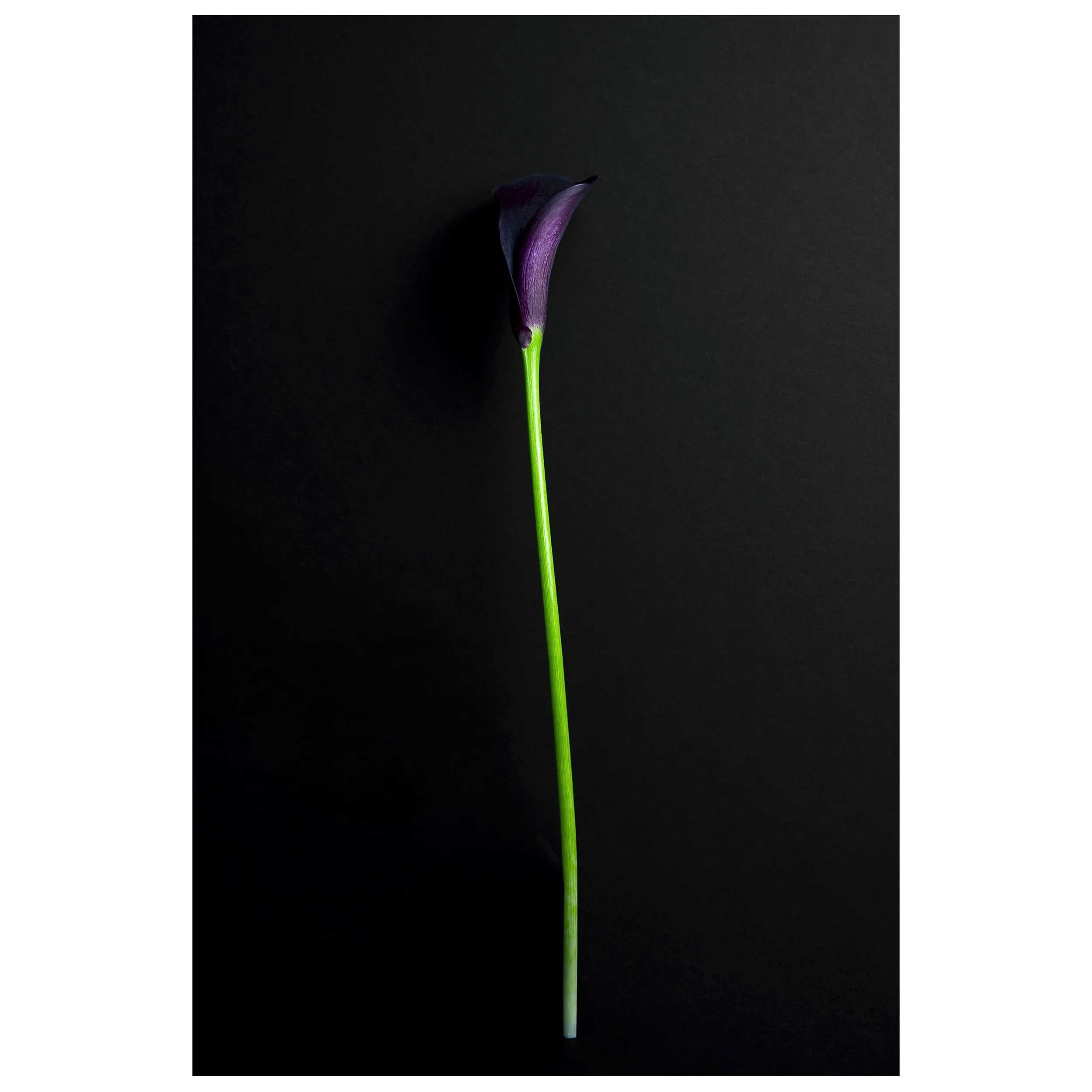 Deep Purple Calla Lily on Stem