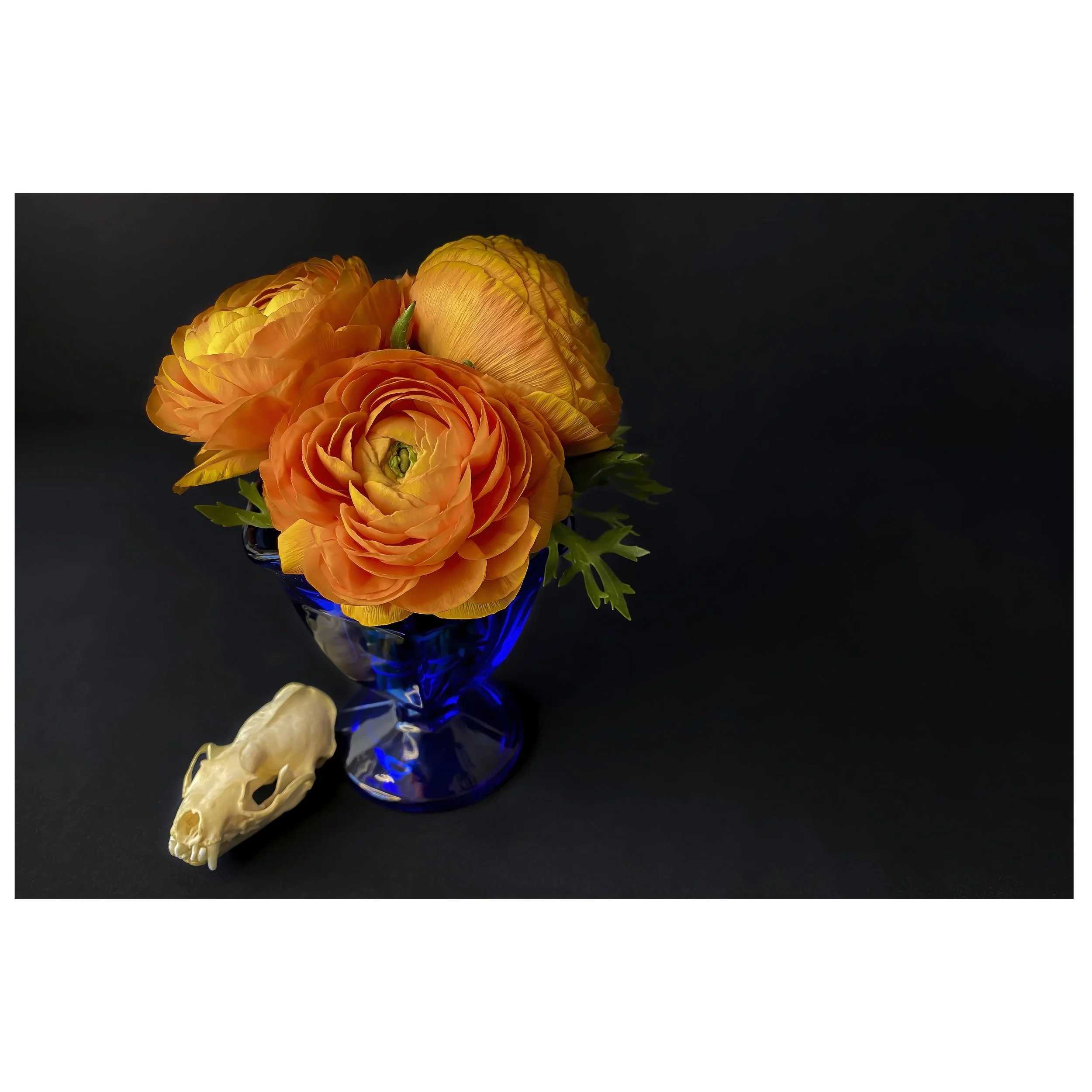 Still Life of Persian Buttercup Flowers with Raccoon Skull