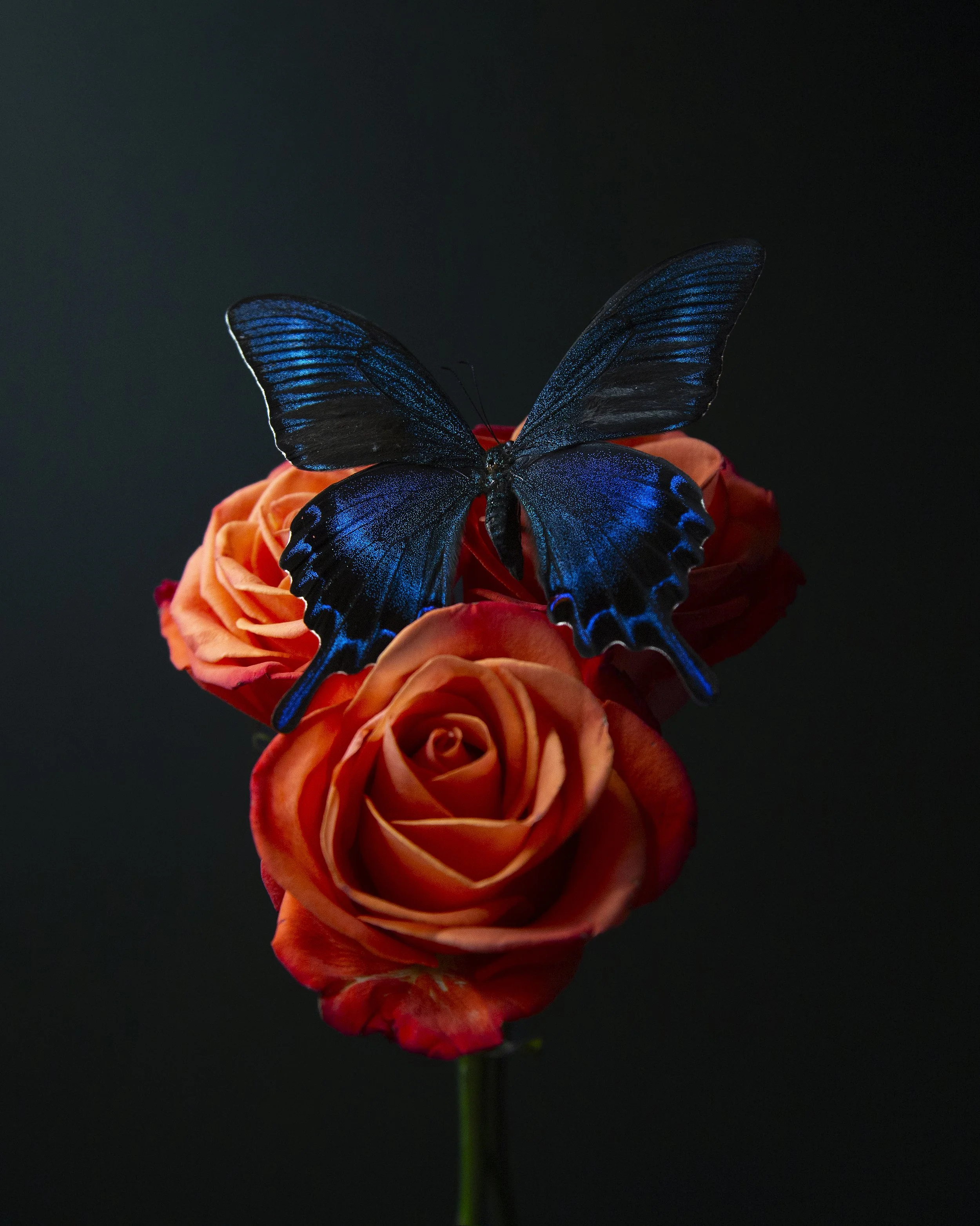 Fine art photograph of a small bouquet of orange roses with a blue iridescent butterfly perched on them.