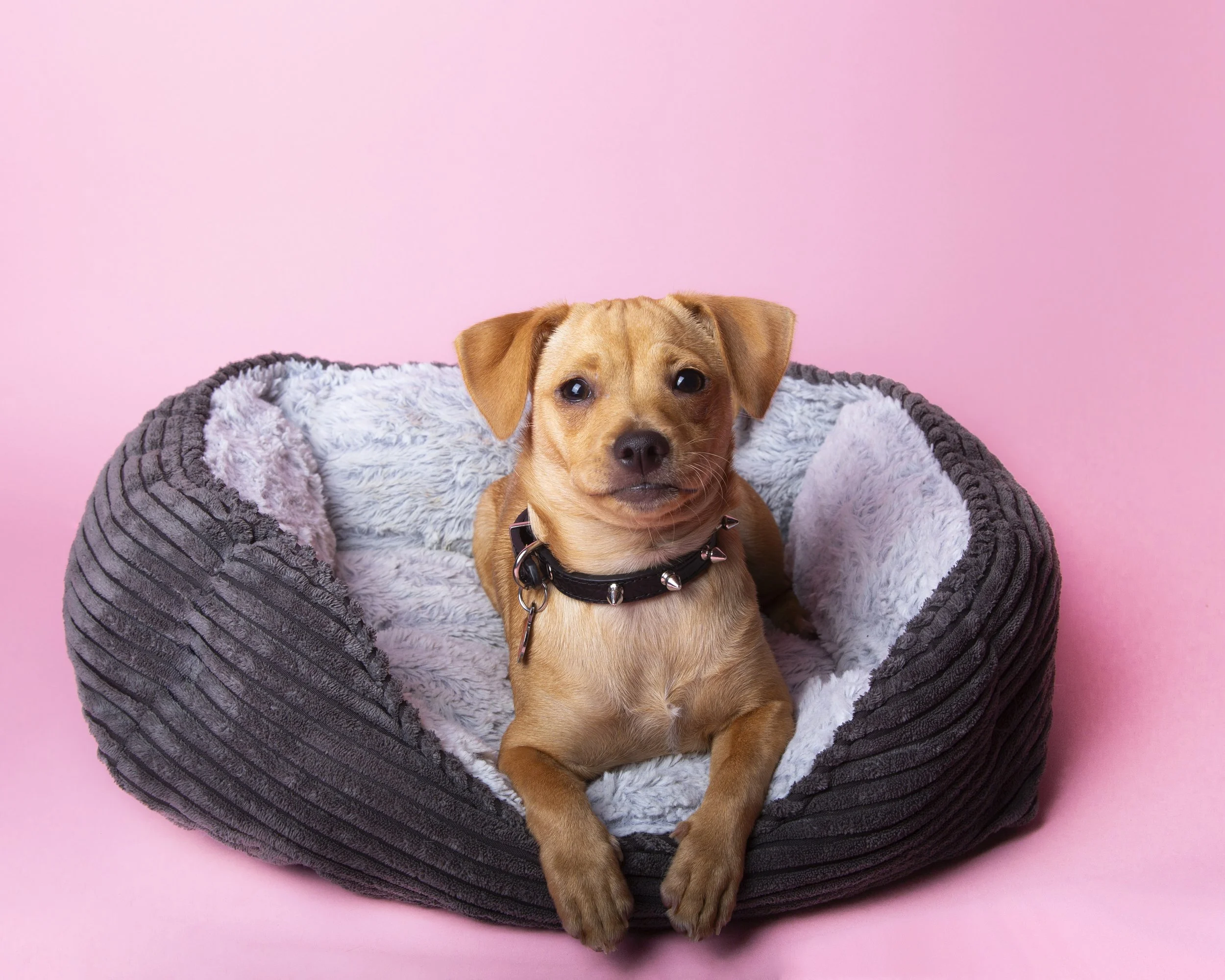 A light brown Chihuahua puppy sits on her bed with her paws in front of her.