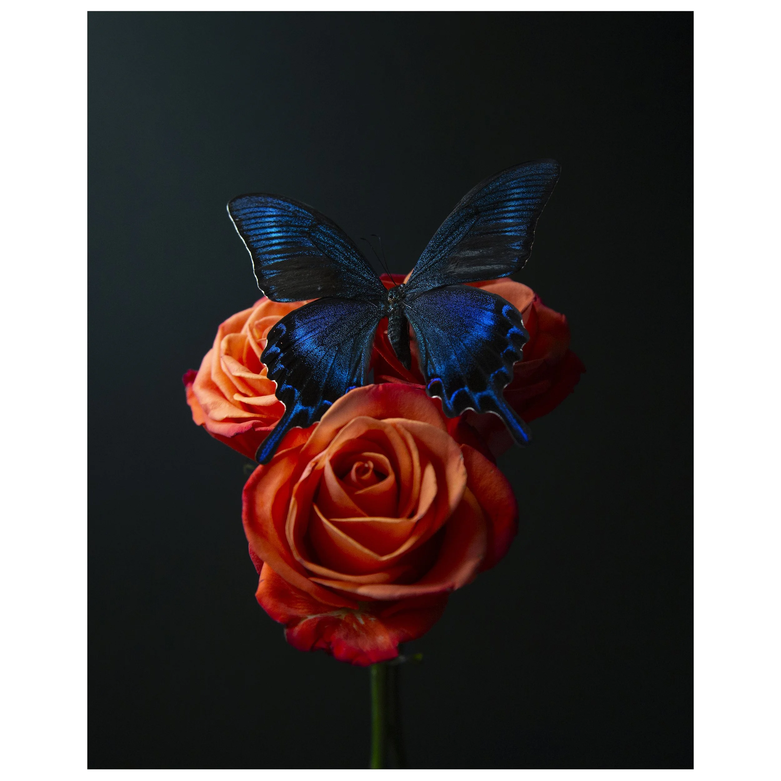 Butterfly Perched on Roses Still Life