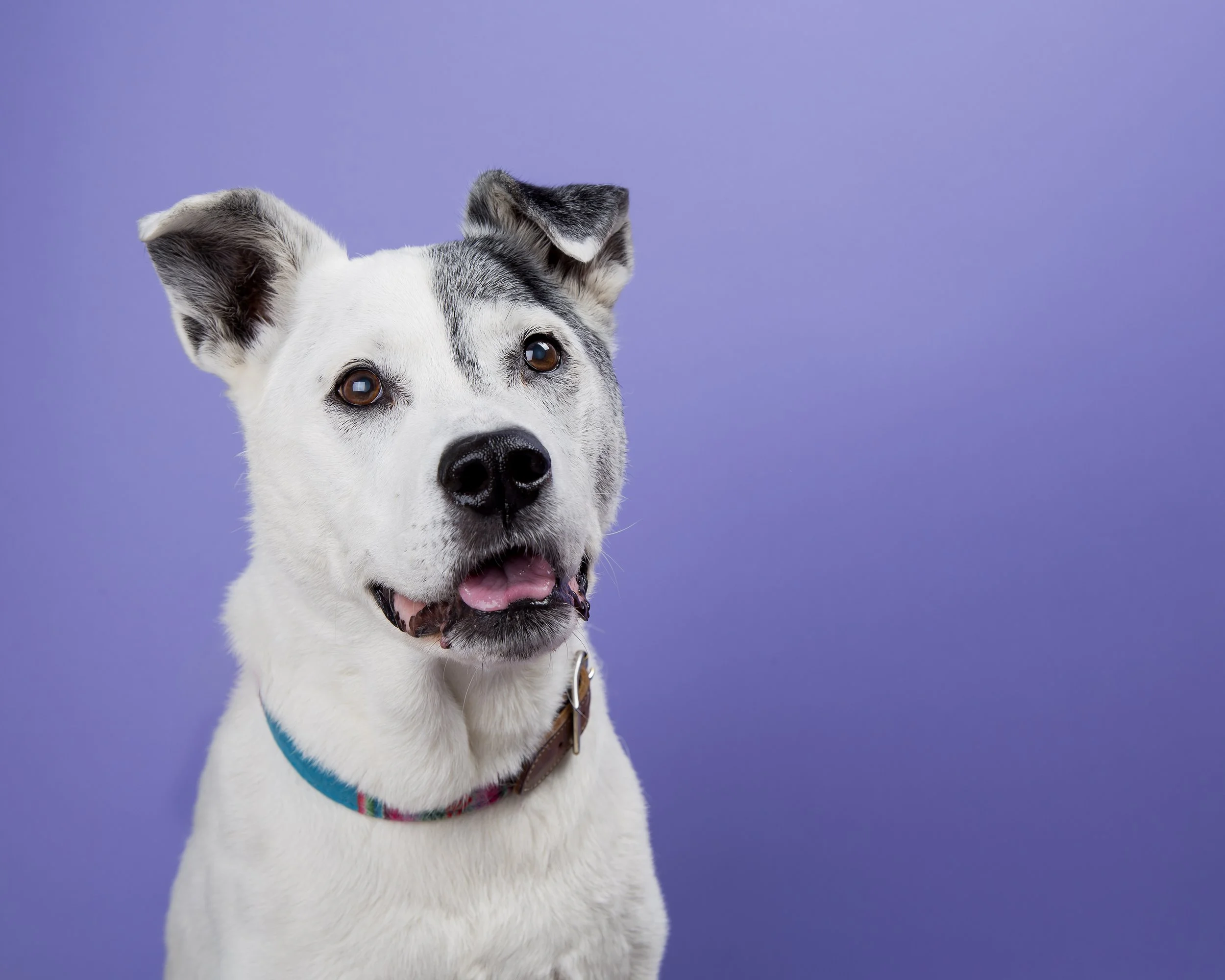 Portrait of a white and black pitbull mix dog with one ear flopped down on a purple background.