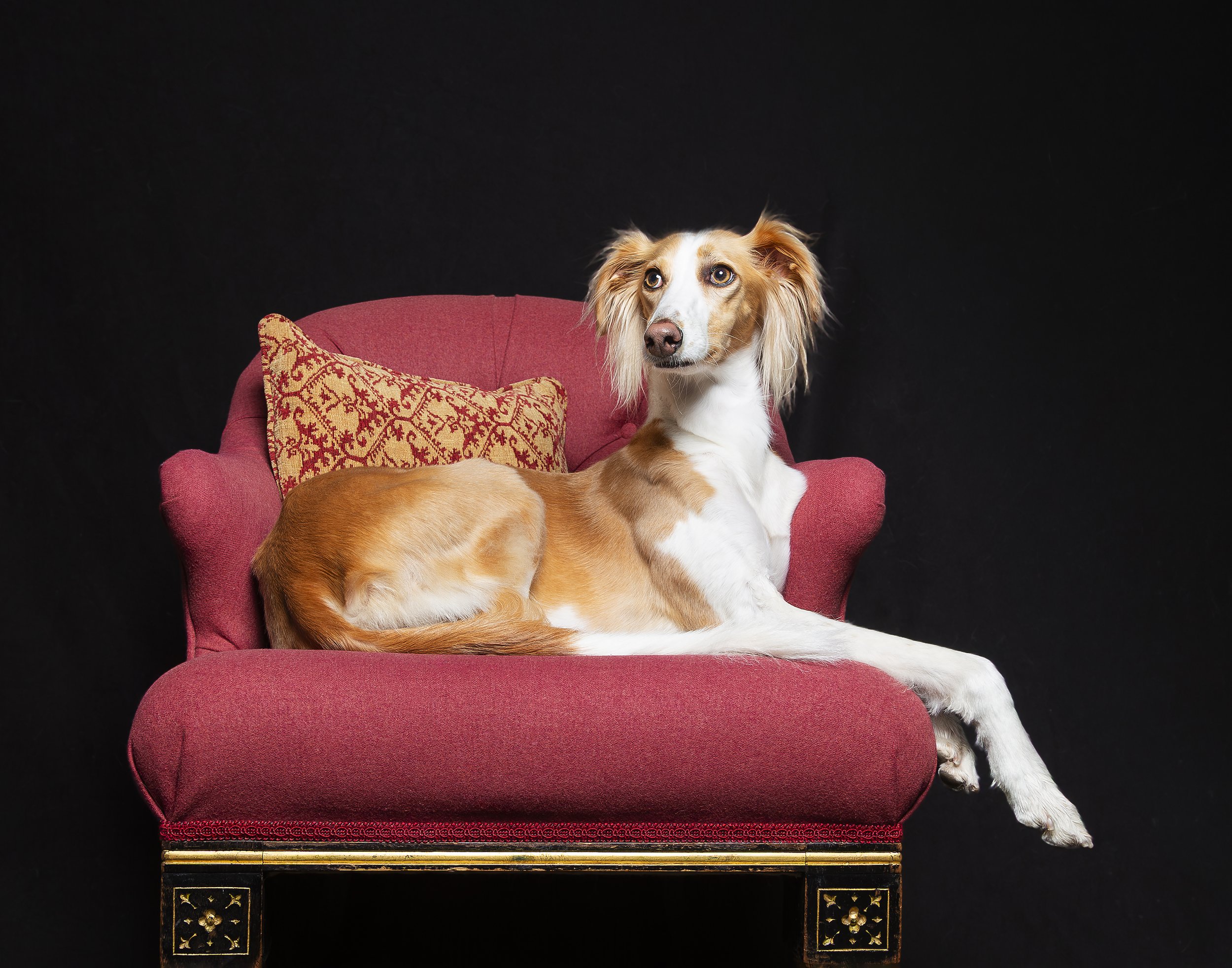 A gorgeous Saluki greyhound dog with her paws in front of her sits on a red throne like chair in a studio on a black background.