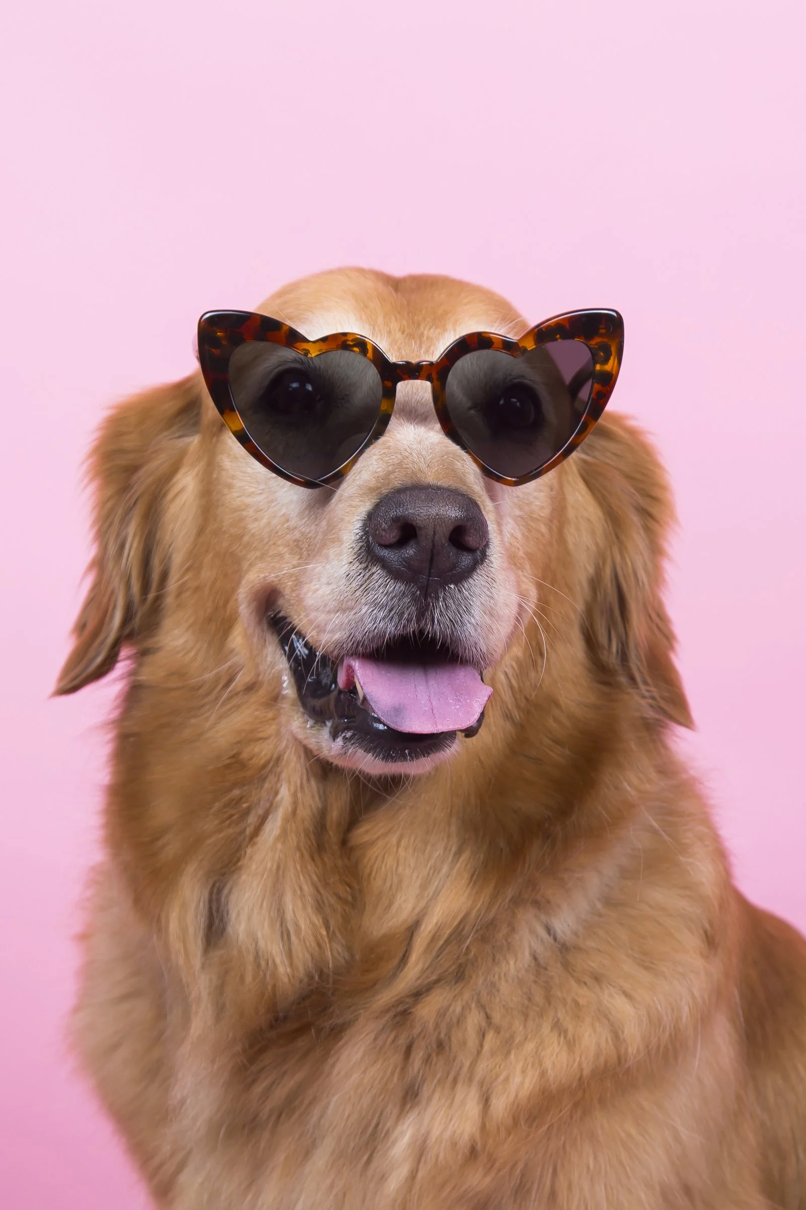 A golden retriever dog wearing heart shaped leopard print sunglasses on a pink background.