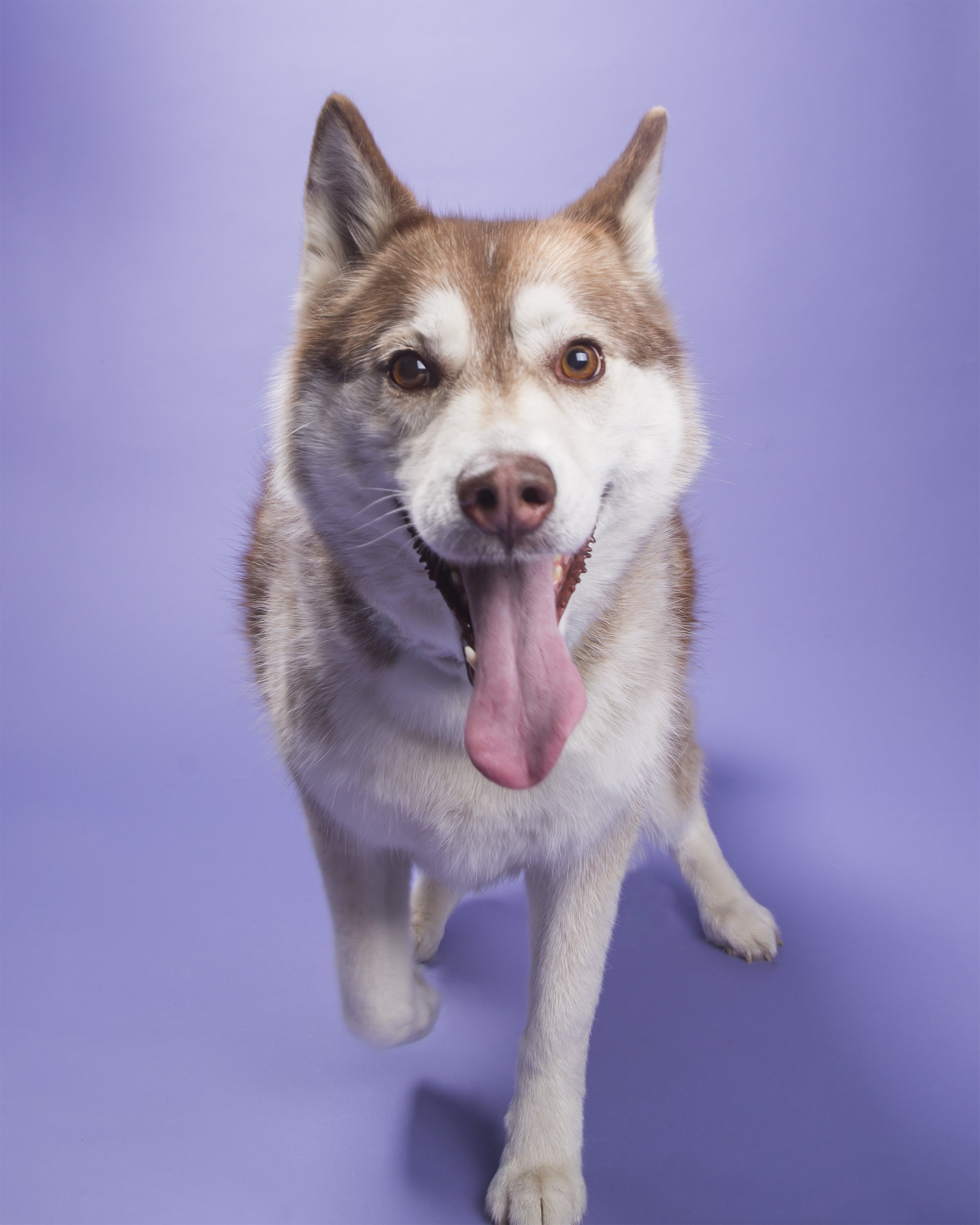 A happy looking brown and white female Siberian Husky dog with her tongue out walks towards the camera on a purple background.