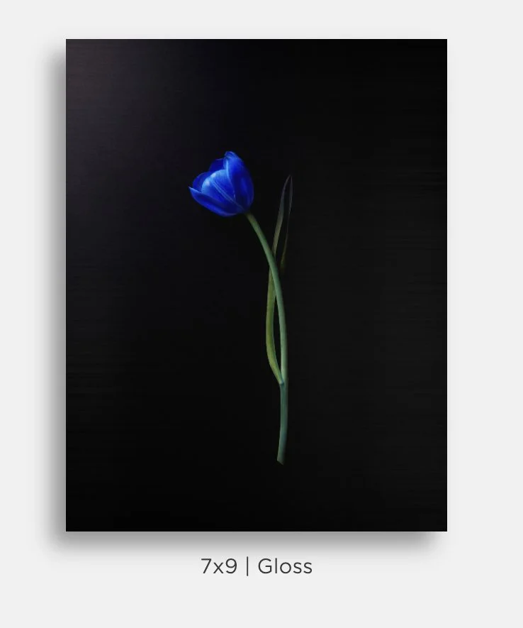 Metallic prints for sale. Image of a bouquet of electric blue tulips on black. Great gifts, home decor.