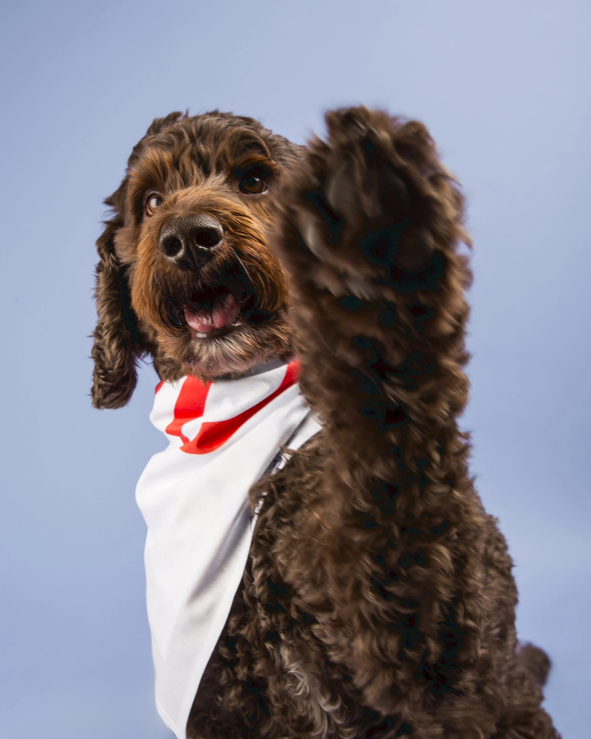 A brown golden doodle dog wearing a red and white bandana raises his paw to wave hello to the viewer.