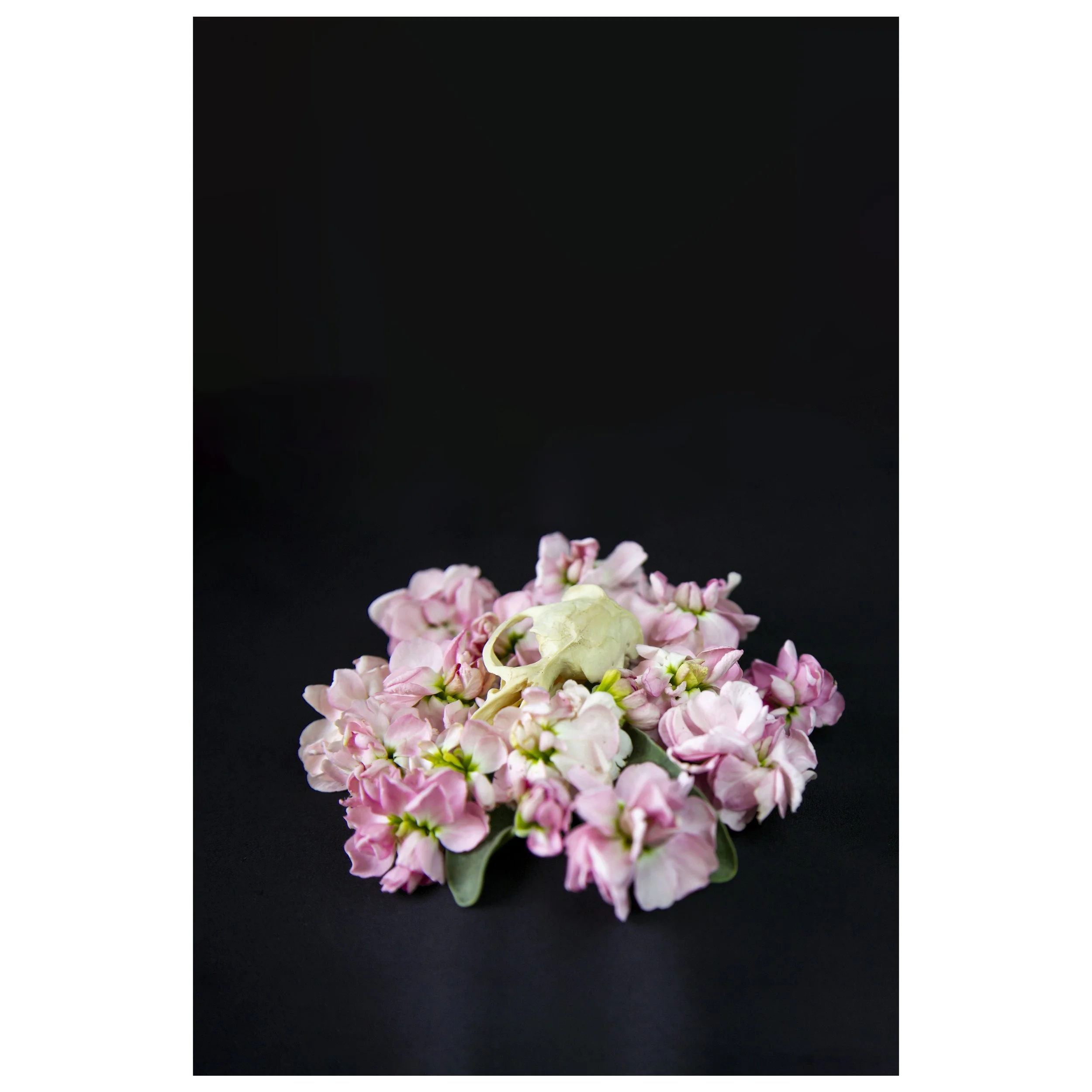 Muskrat Skull Floating on Delphinium Flowers Still Life Vertical Print