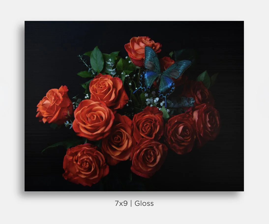 Metallic prints for sale. Image of a bouquet of orange roses with a blue green butterfly perched on them.on black. Great gifts, home decor.