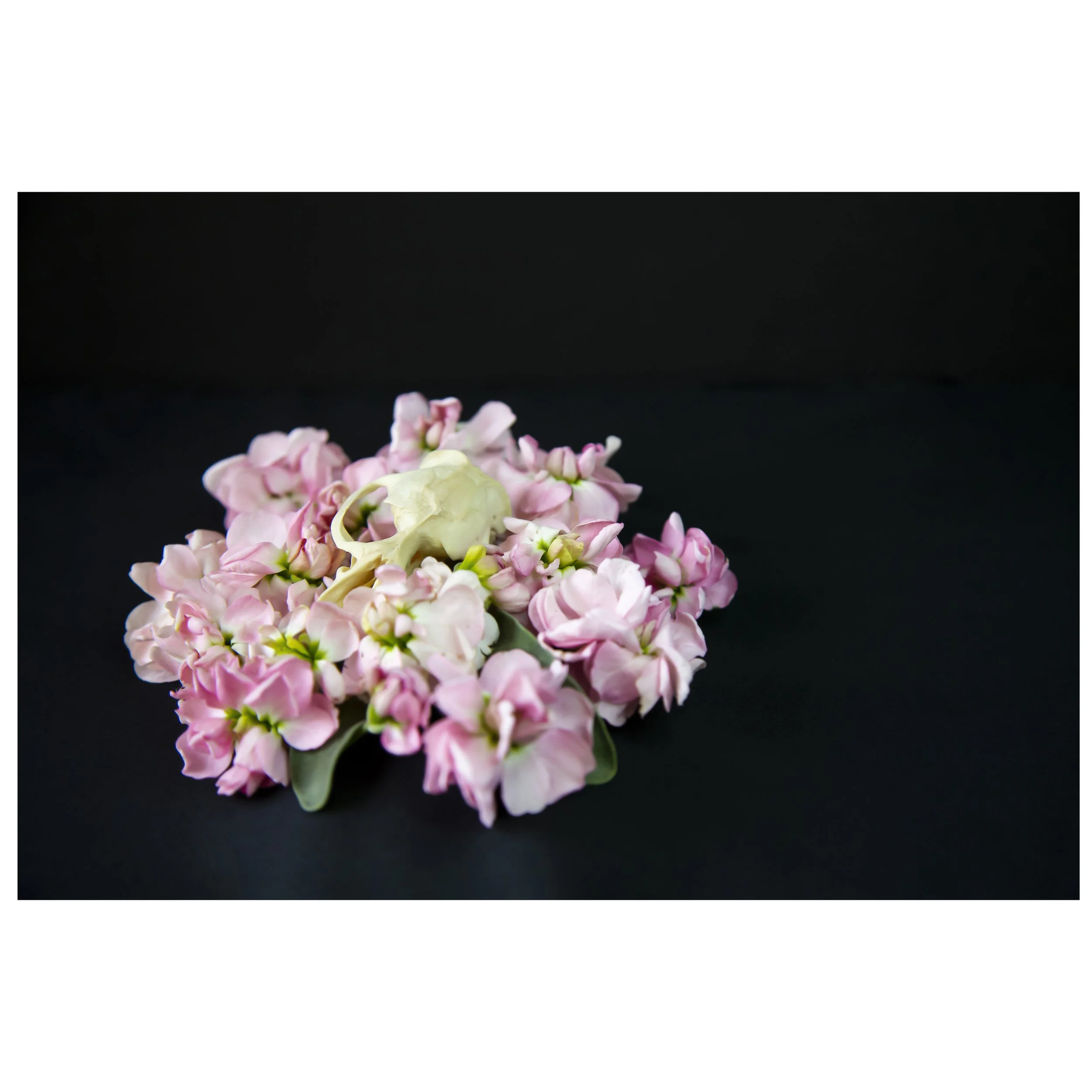 Muskrat Skull Floating on Delphinium Flowers Still Life