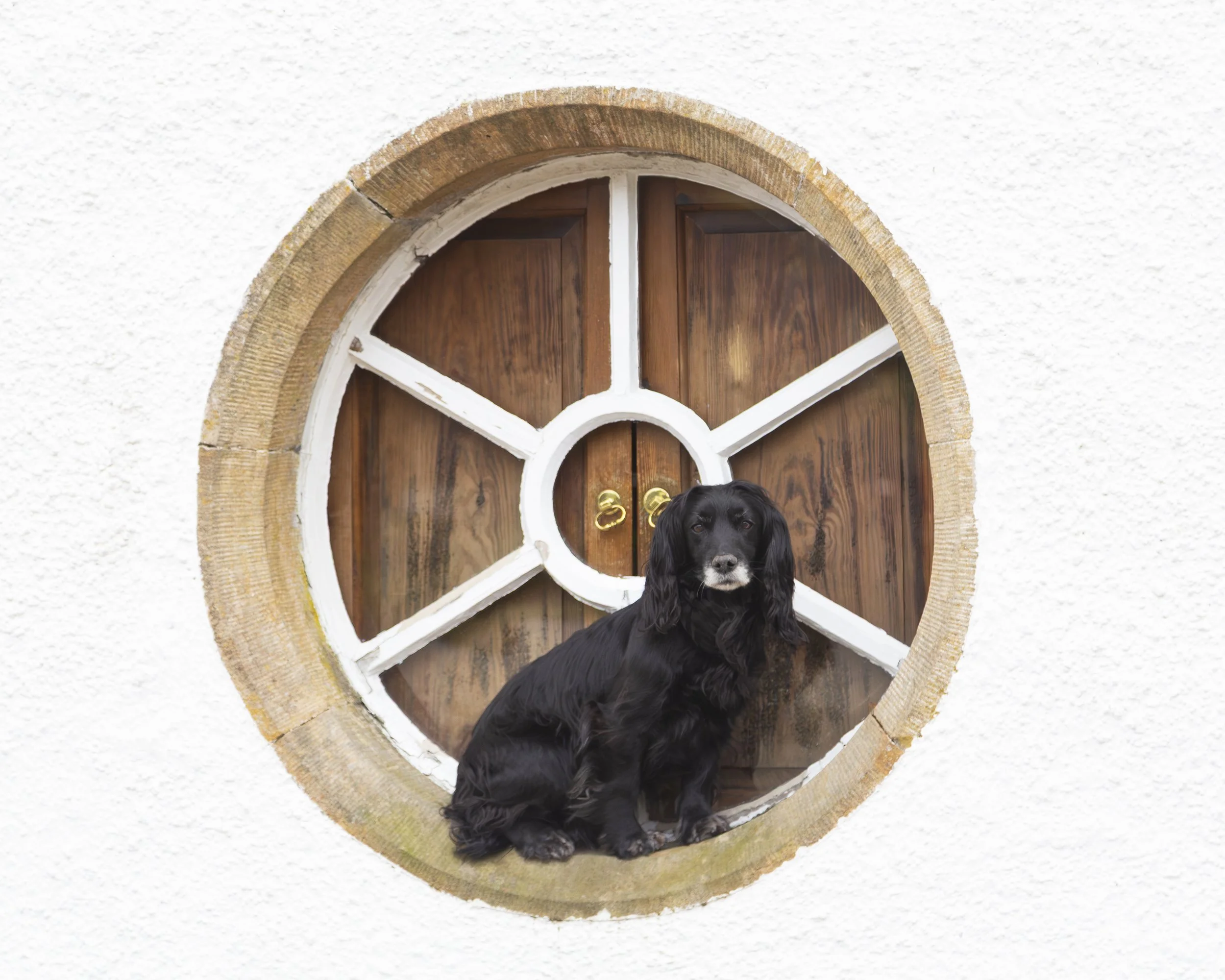 A black Springer Spaniel dog sitting on the windowsill of a round nautical style window set into a white wall. 