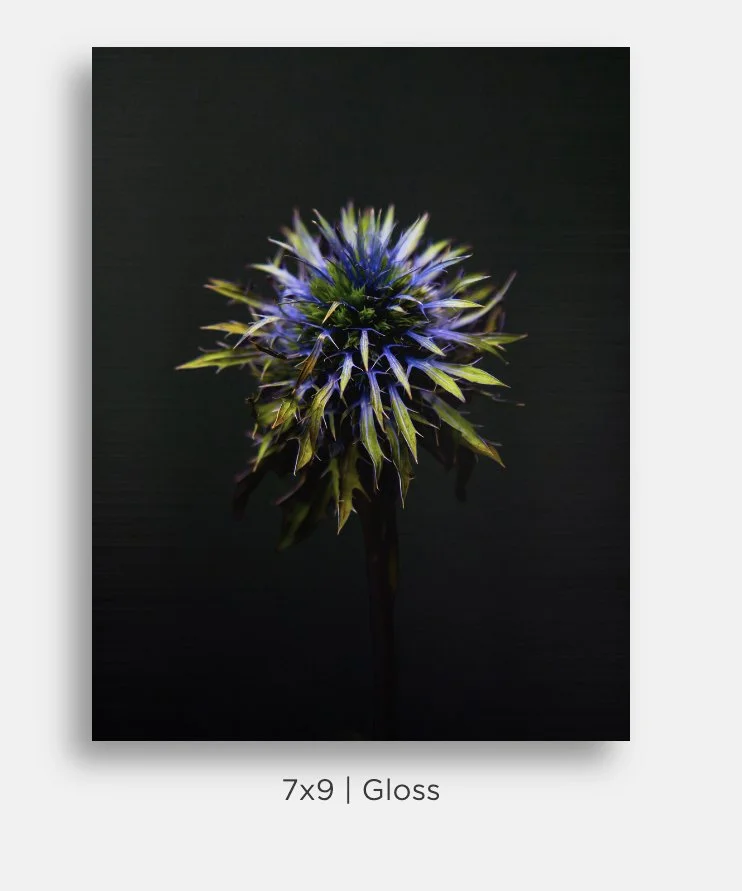 Metallic prints for sale. Image of a blue southern globe thistle flower on black. Great gifts, home decor.