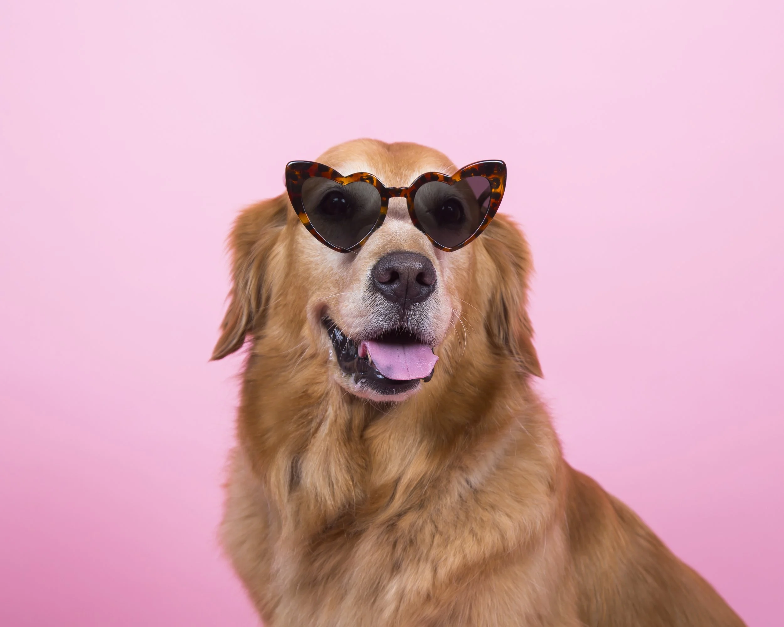 Portrait of a Golden Retriever wearing heart shaped leopard print sunglasses on a pink background.