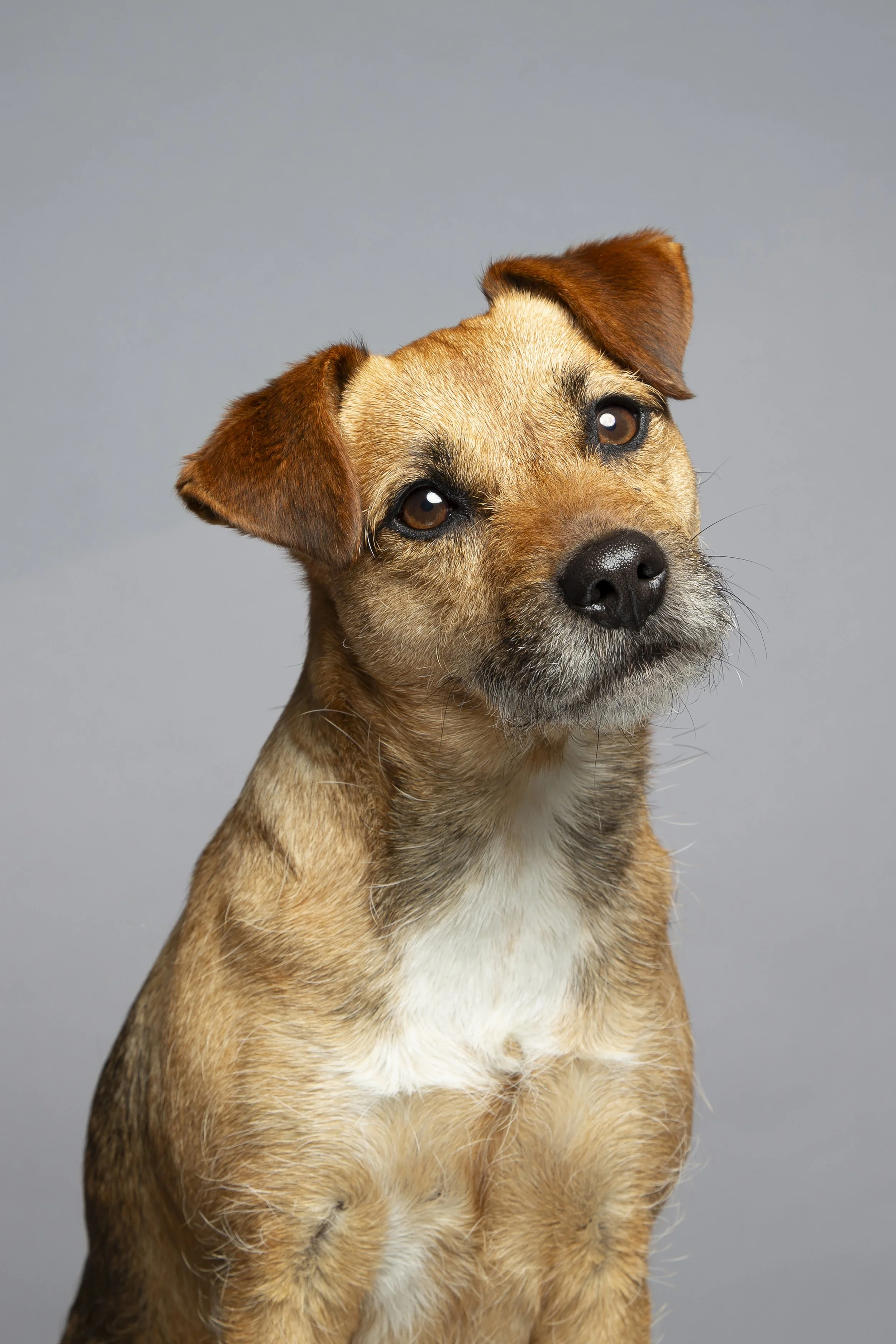A cute brown Terrier dog with her ears flopped over sits in a studio on a gray background with her head tilted.