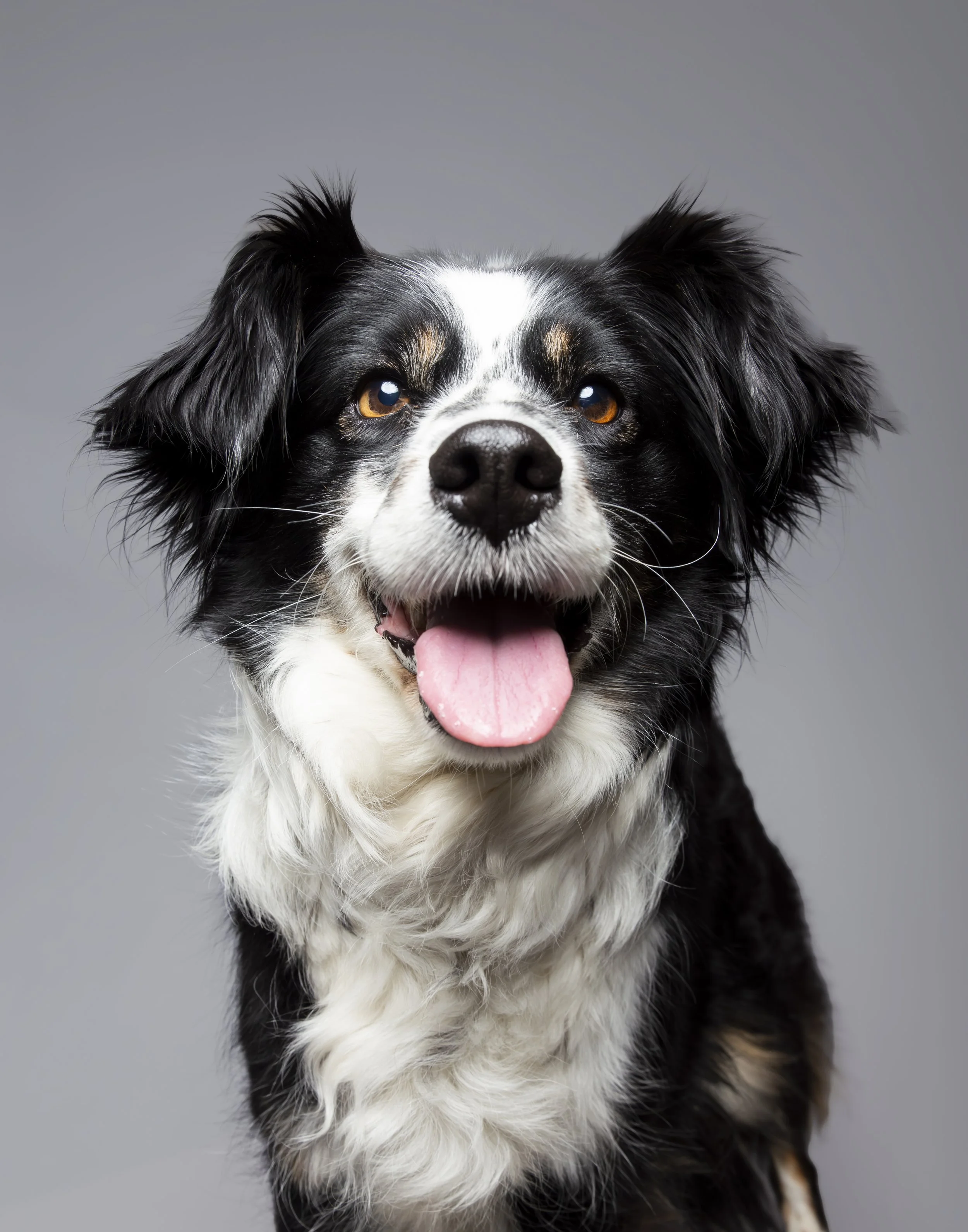 A black and white Border Collie dog sits in a studio looking up at the light smiling. 