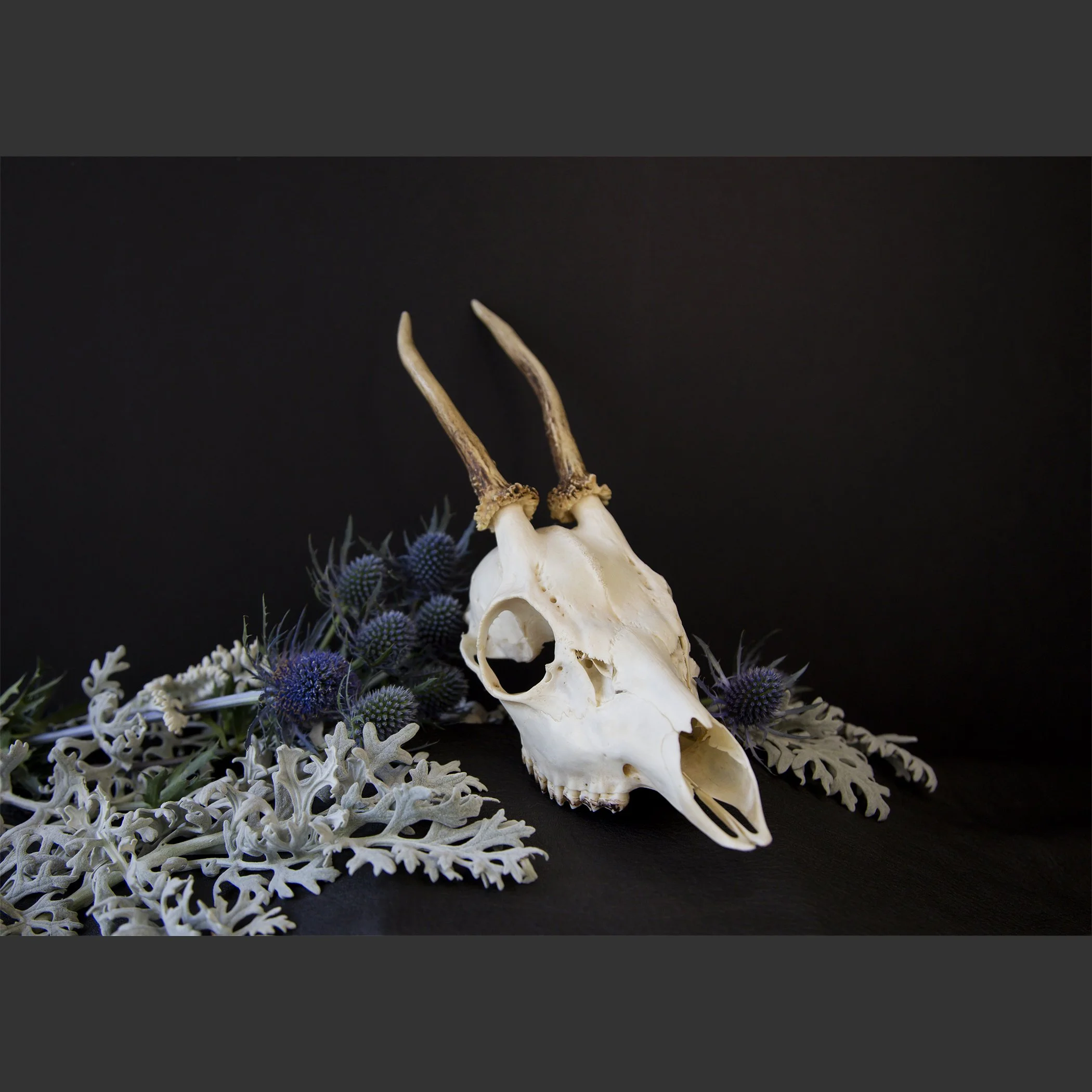 SkullsAndFlowers6-0651.jpg
