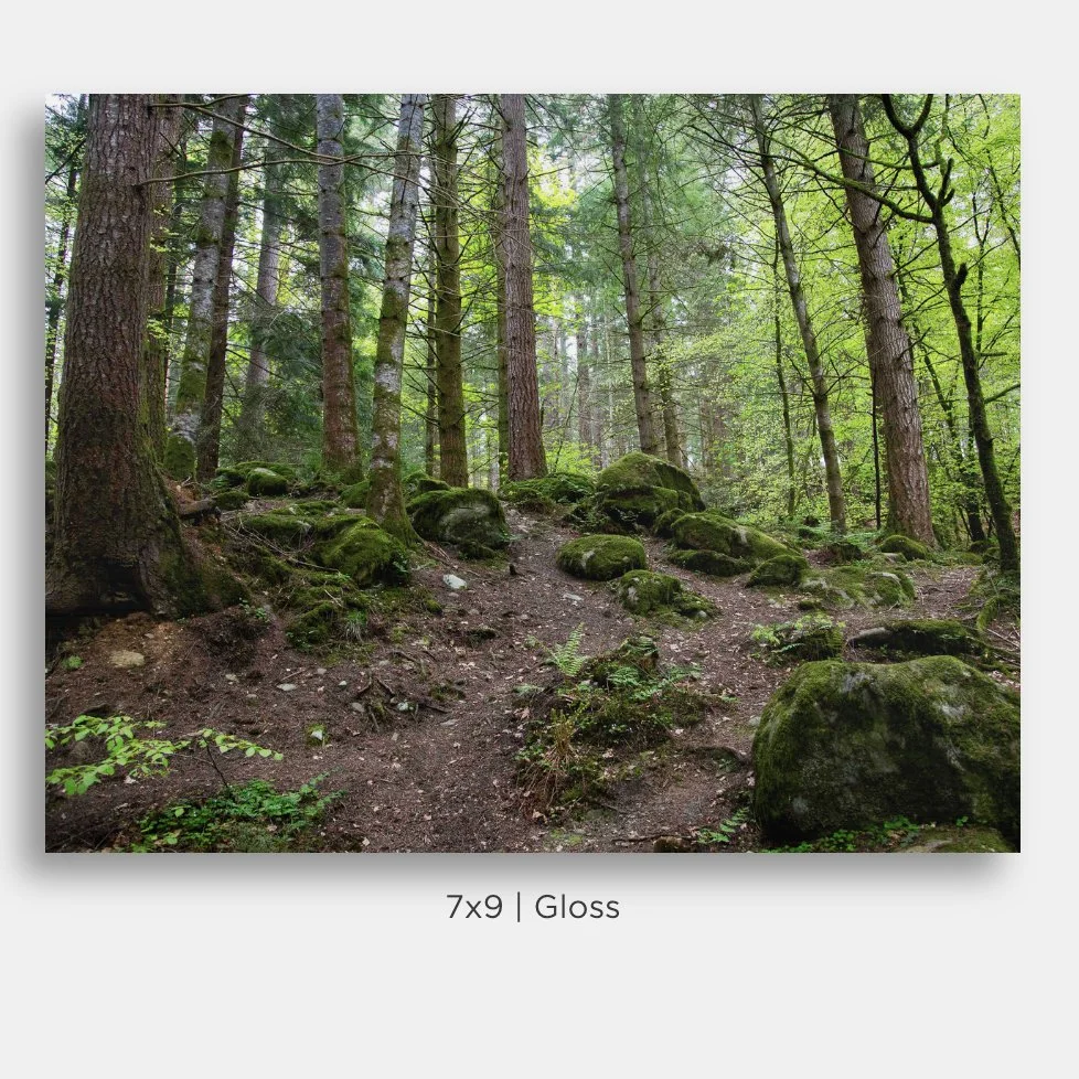 Landscape photograph of the forest inside The Hermitage nature preserve in Perthshire, Scotland.