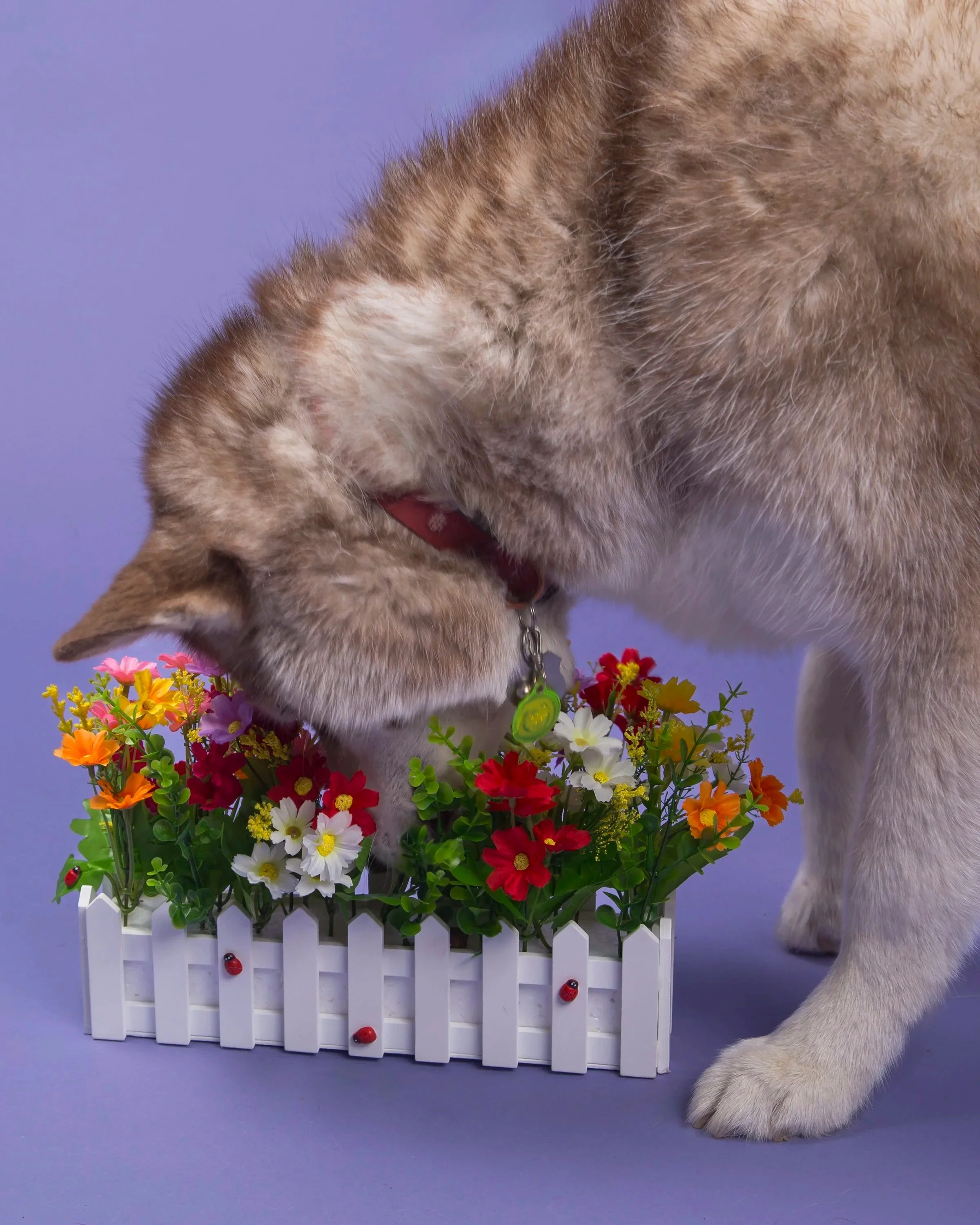 A brown and white female Siberian Husky with her face stuck in a flower box on a purple background.
