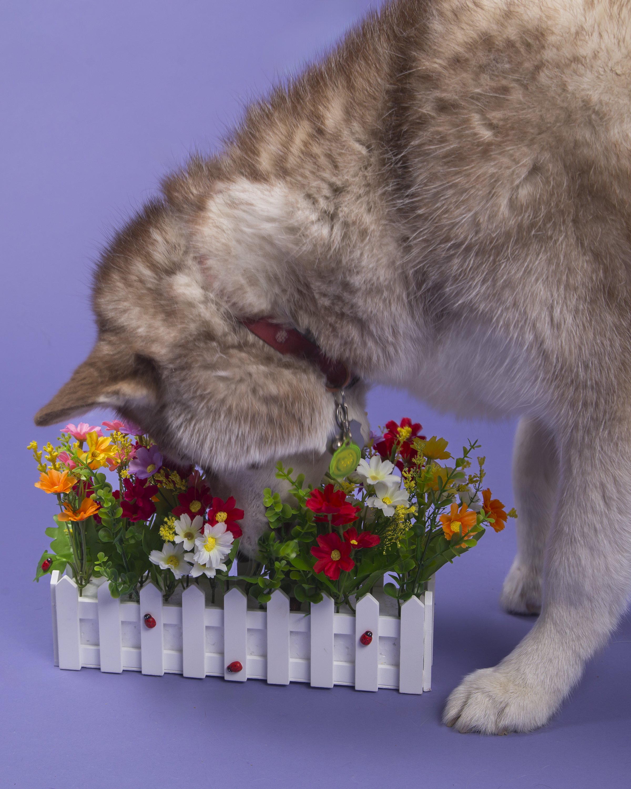 A brown and white Siberian Husky with her head stuck in a flower box that looks like a white picket fence on a purple background.