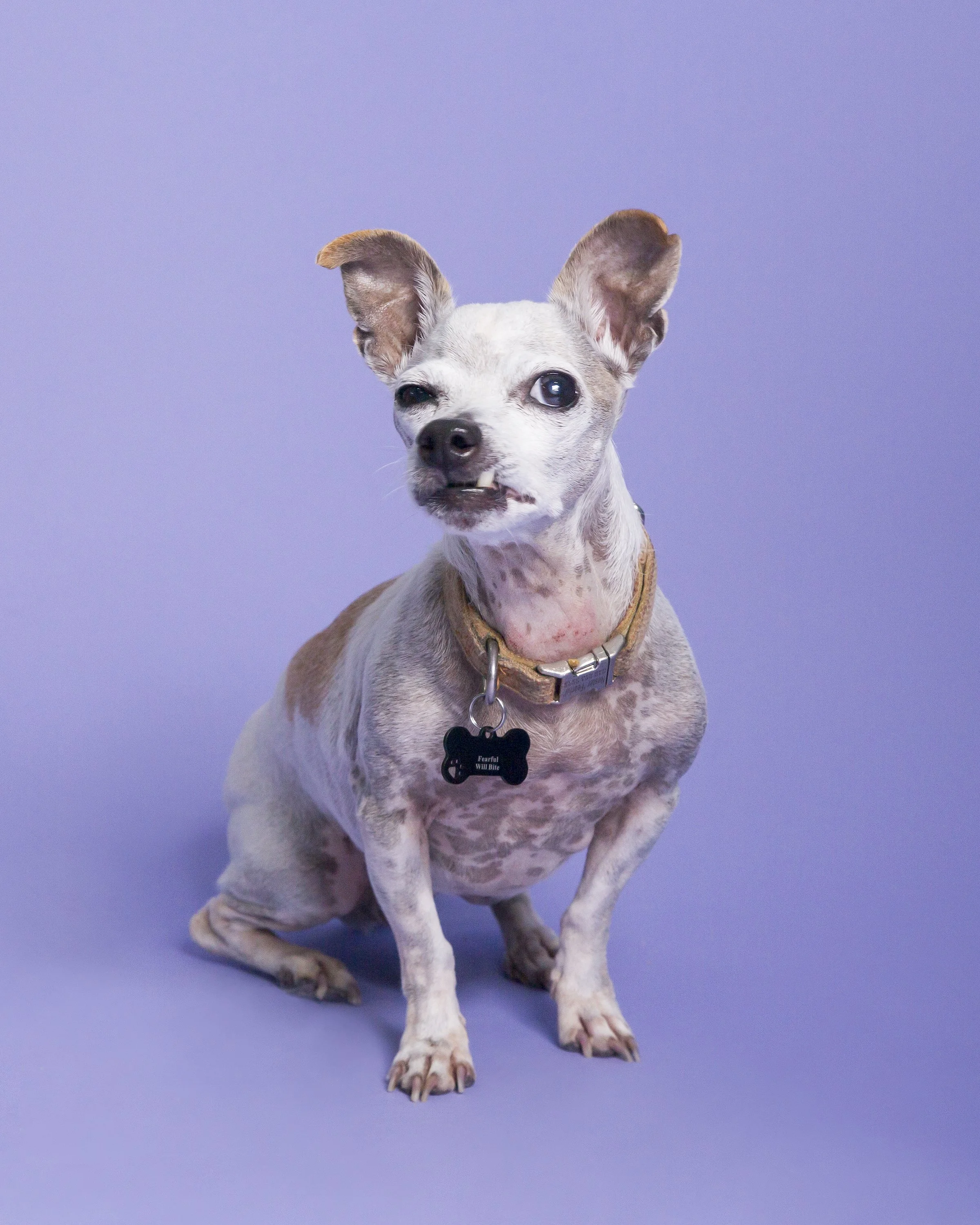 A white spotted chihuahua looks at the camera with his ears up and his eyes squinting.