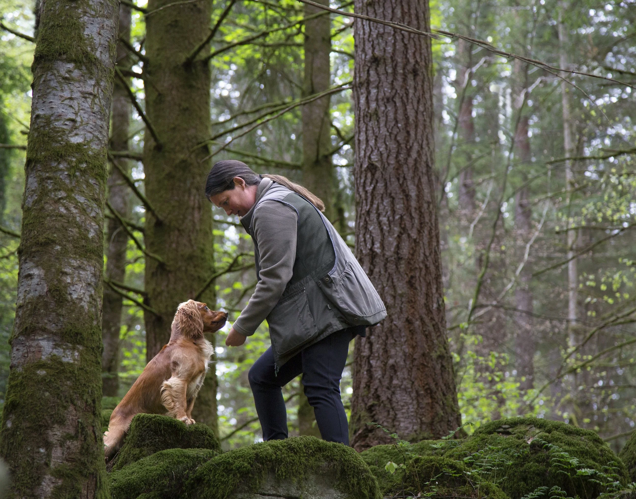 A cocker spaniel sitting on a moss covered rock looking up at her person who is standing over her with treats. They are in a forest.