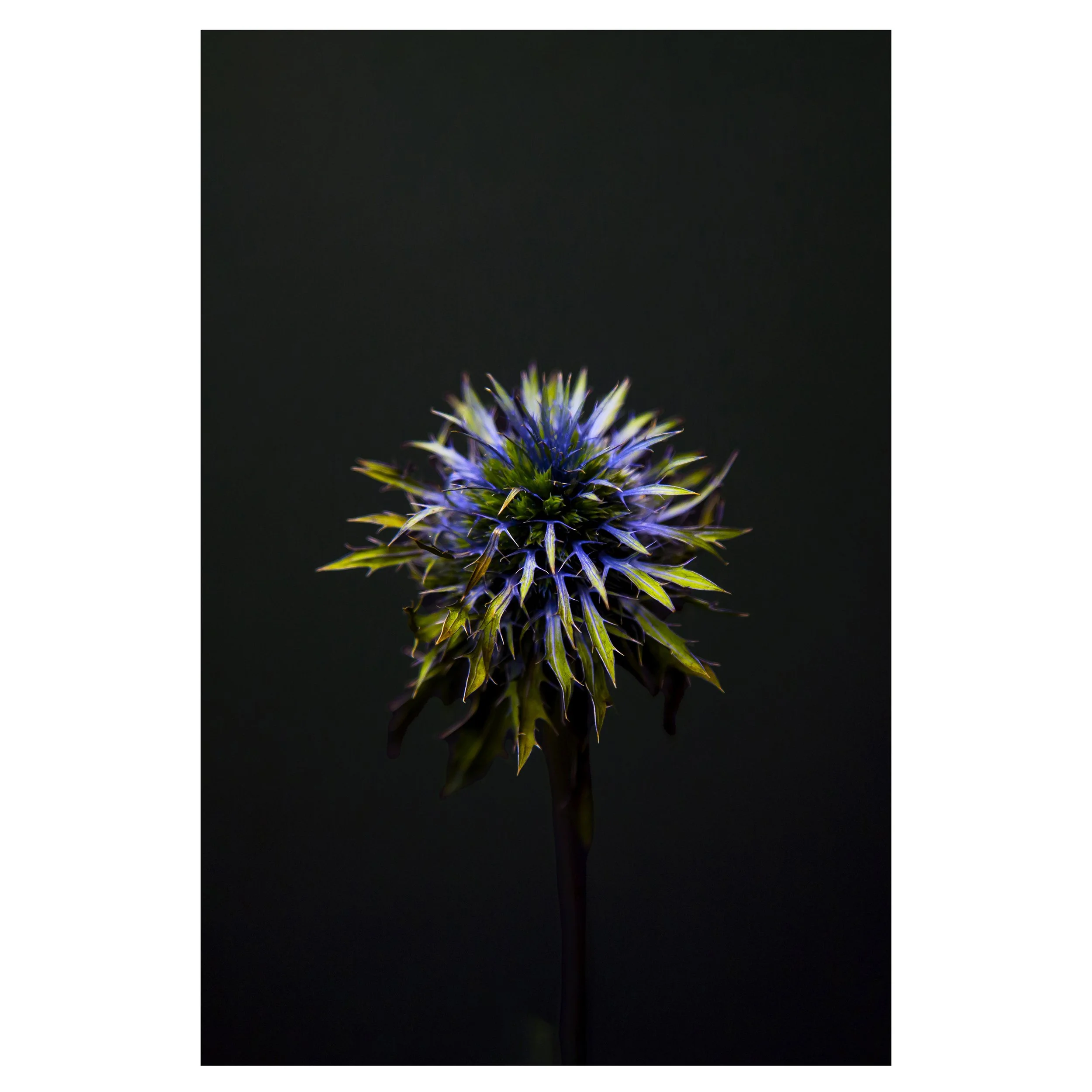 Southern Globe Thistle Flower On Black