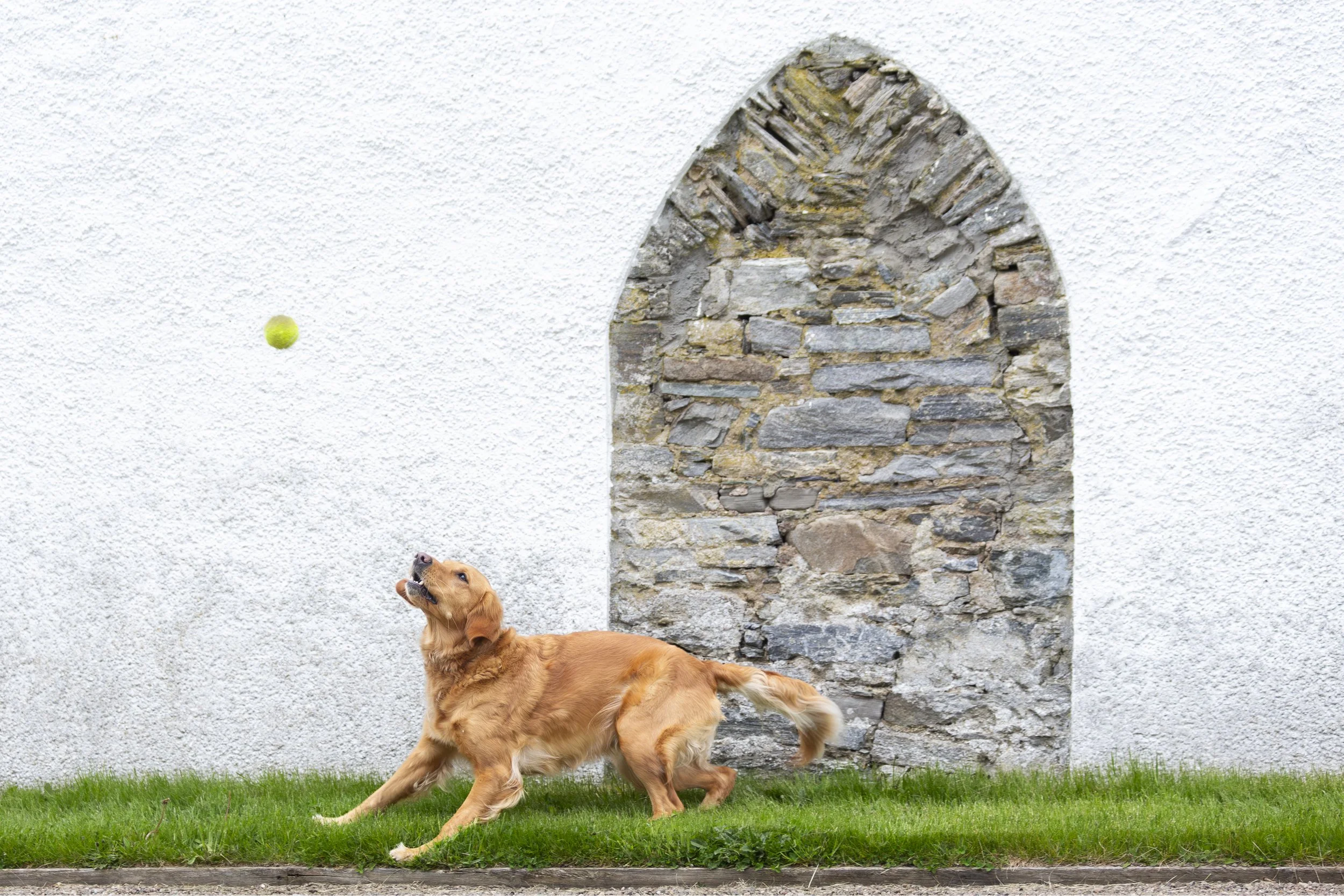 A golden retriever caught mid-action about to catch a tennis ball in front of an old stone wall.