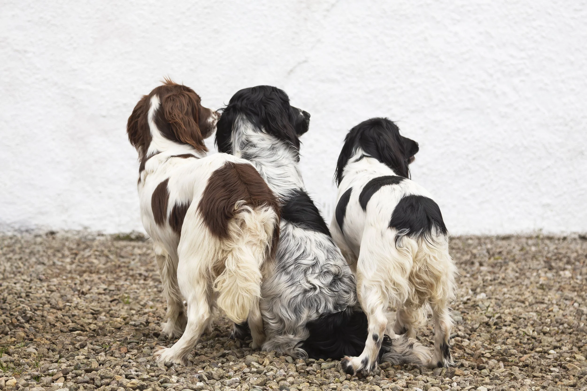Three Springer Spaniel dogs lined up and looking to the right, off camera, at their person. The dog on the left is brown and white. The dog in the center is black and gray. The dog on the right is black and white. 