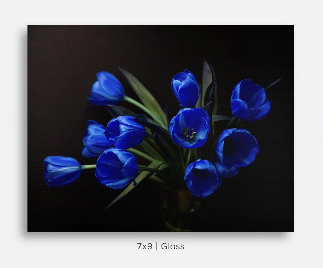 Metallic prints for sale. Image of a bouquet of electric blue tulips on black. Great gifts, home decor.