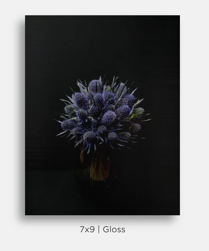 Metallic prints for sale. Image of a bouquet of blue thistle sea holly bunch on black. Great gifts, home decor.