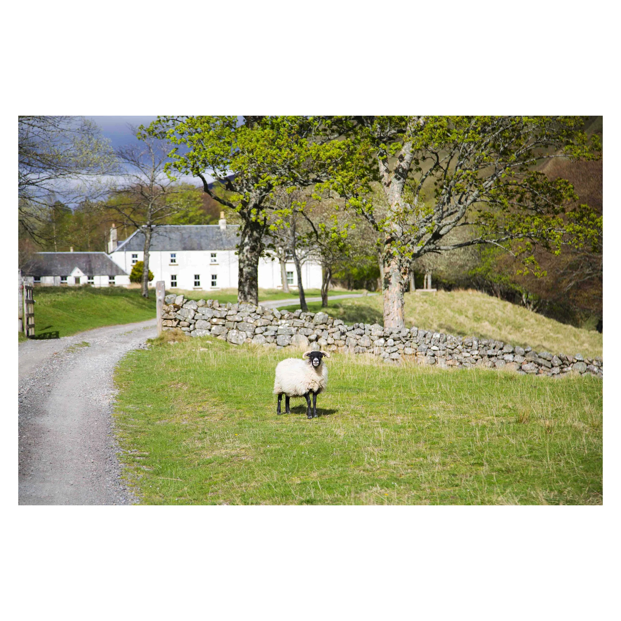Sheep Standing in Front of a Lodge Home