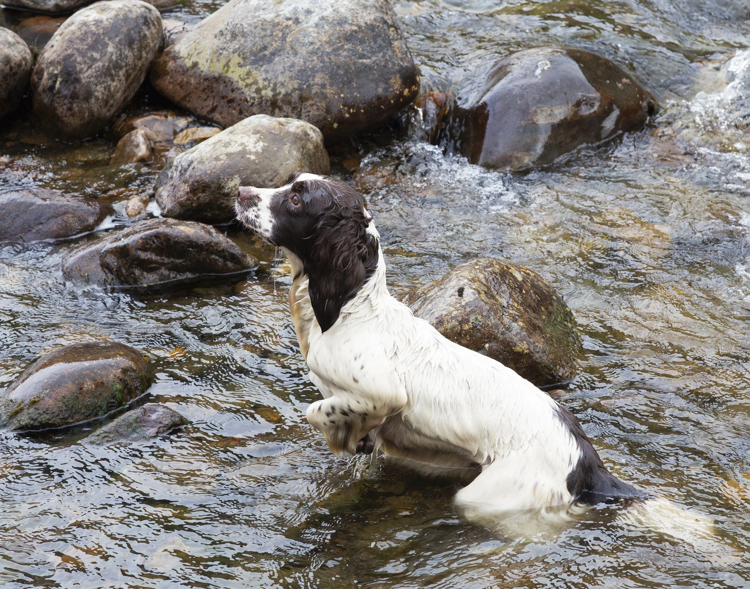 A brown and white springer spaniel standing in the river waiting for her toy to be thrown. 