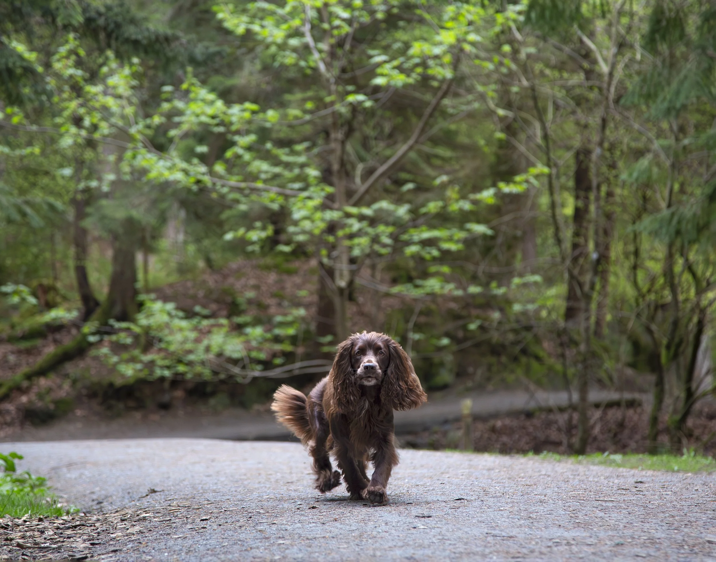 A brown cocker spaniel with floppy ears walks down a gravel road in a forest towards the camera.