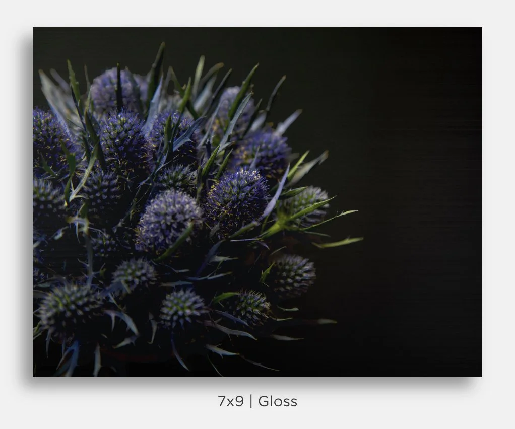 Metallic prints for sale. Image of a bouquet of blue thistle sea holly bunch on black. Great gifts, home decor.