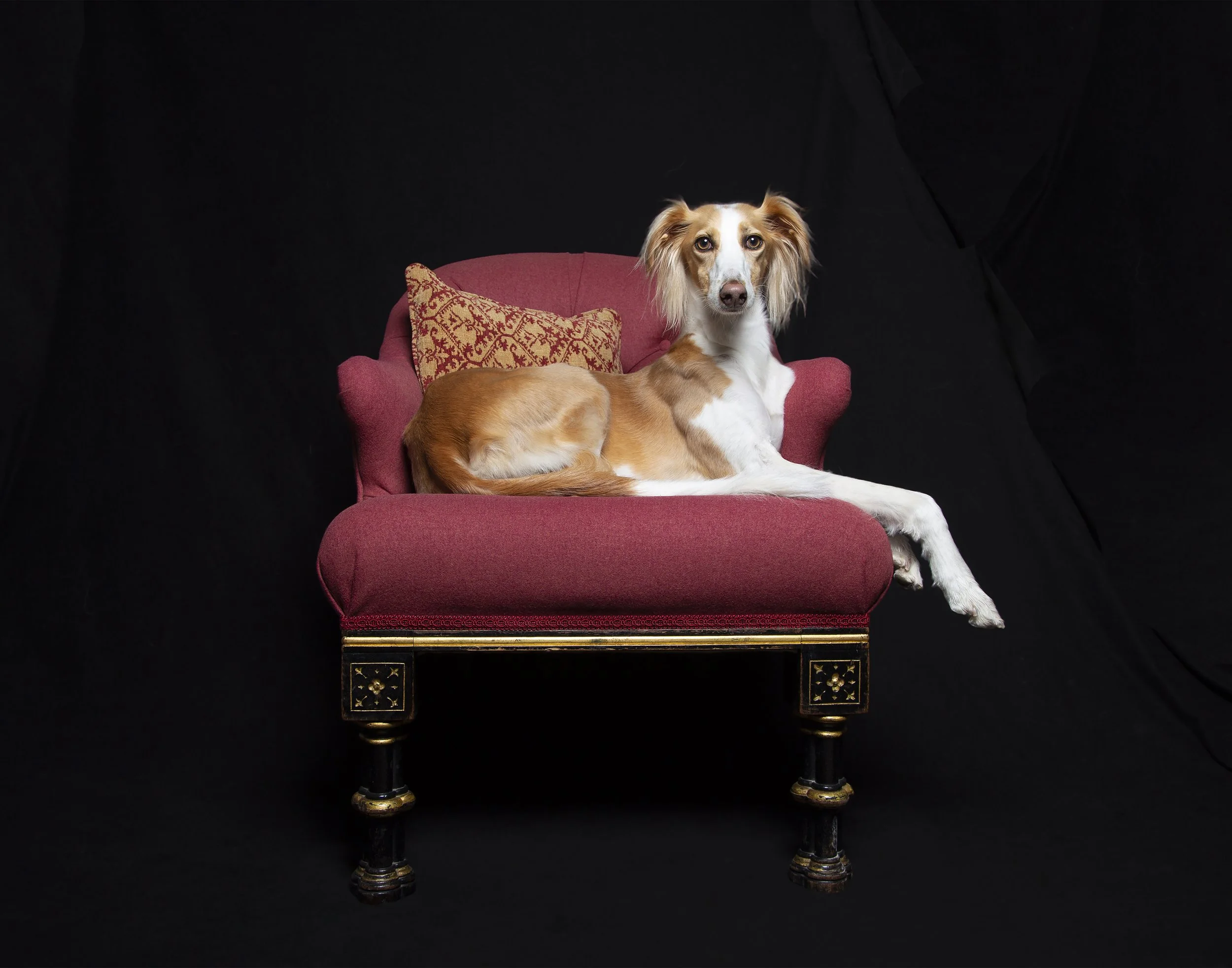 A gorgeous Saluki greyhound dog with her paws in front of her sits on a red throne like chair in a studio on a black background.