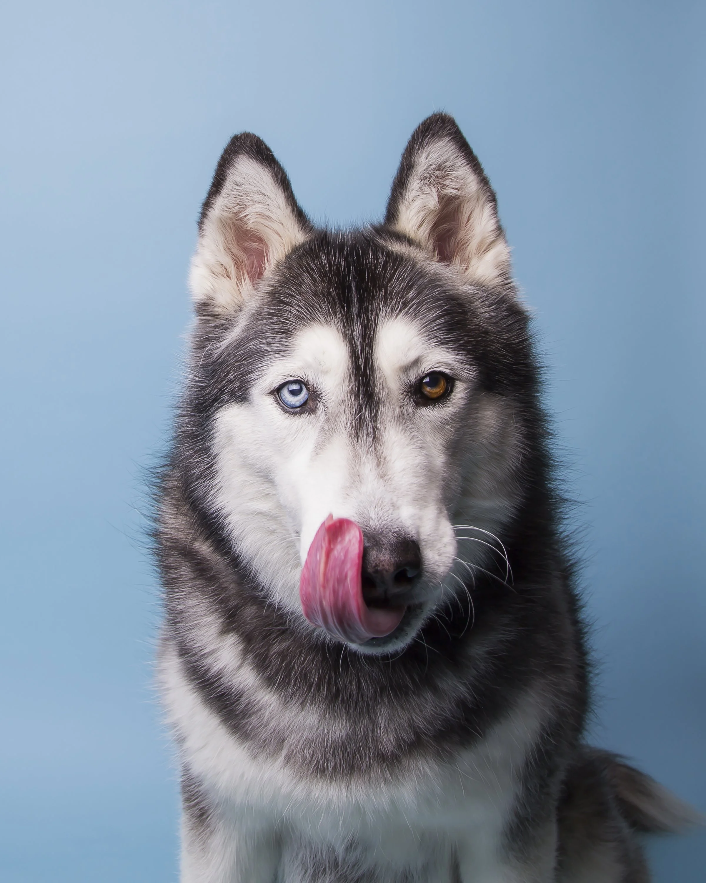 A black and white Siberian Husky looks at the camera while licking her nose menacingly.