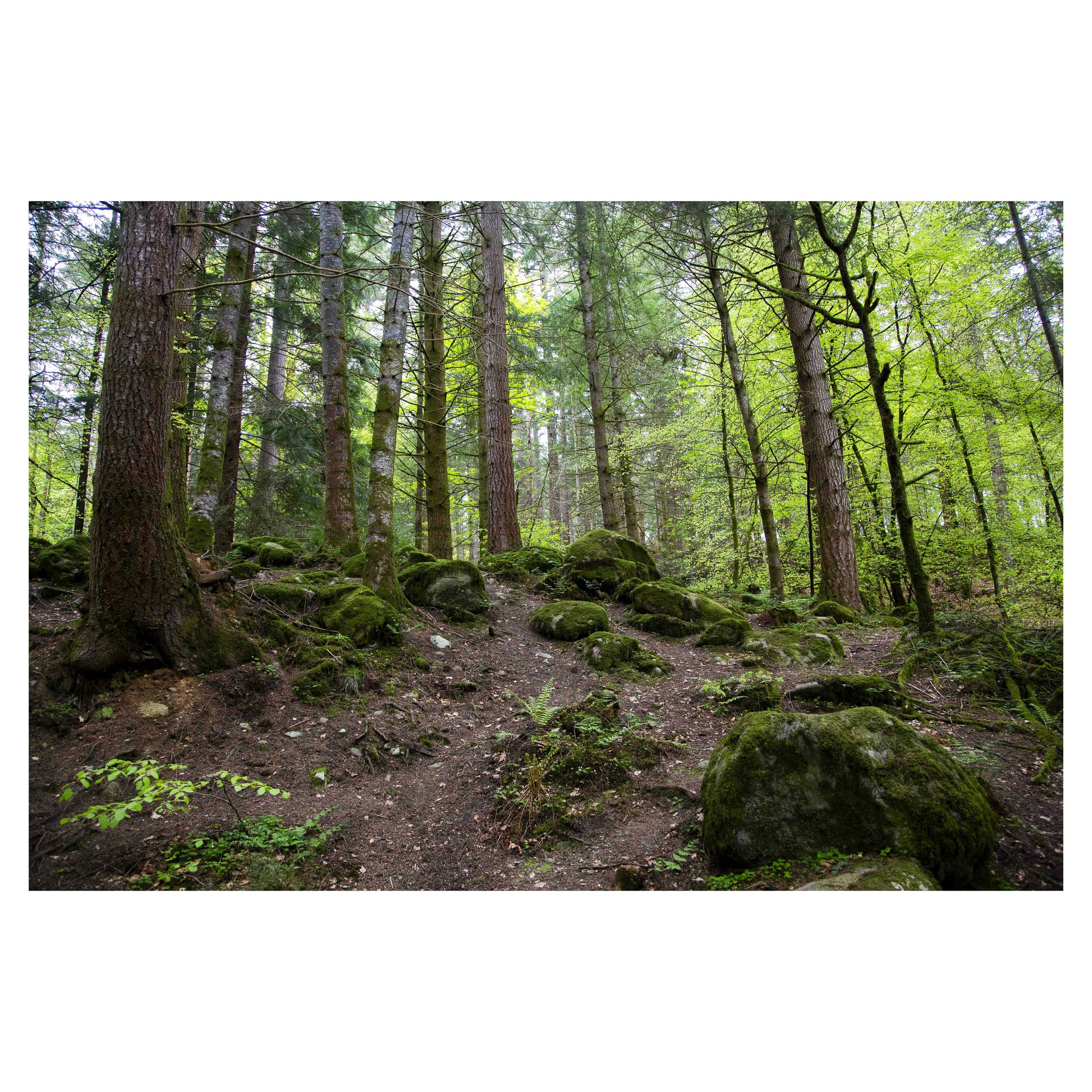 Forest Trees