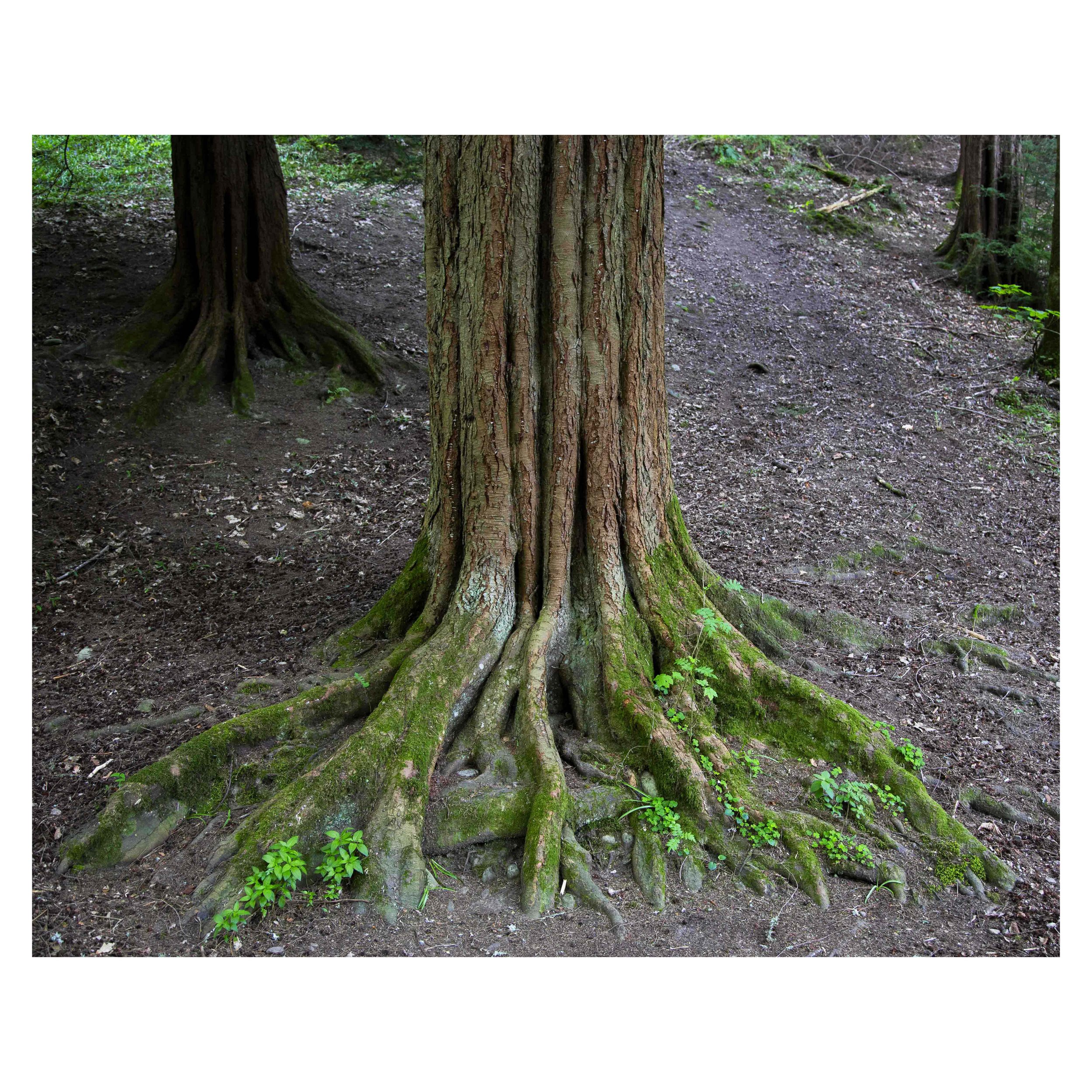 Moss on Tree Roots