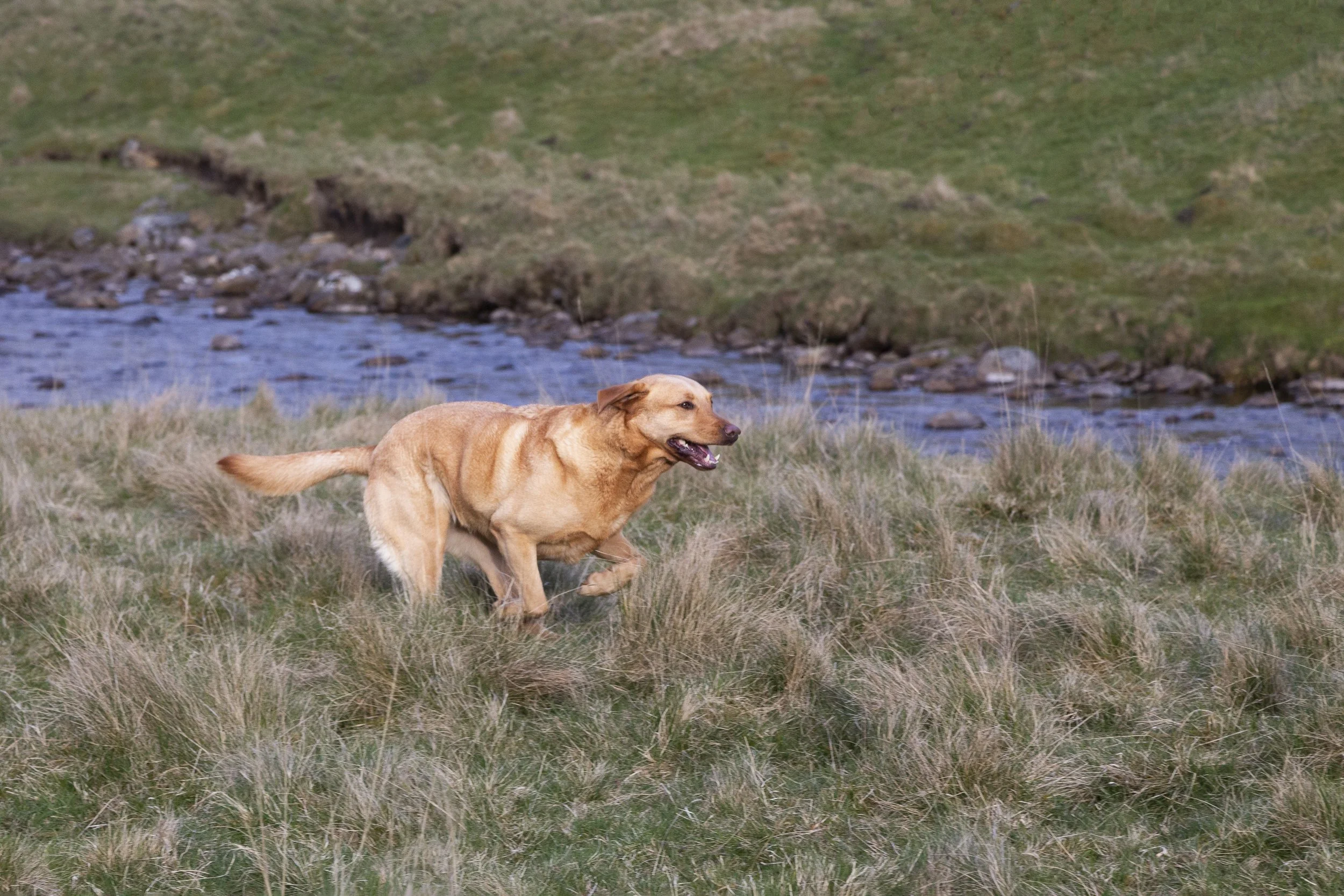 A golden retriever dog running through the tall grass next to a river. 