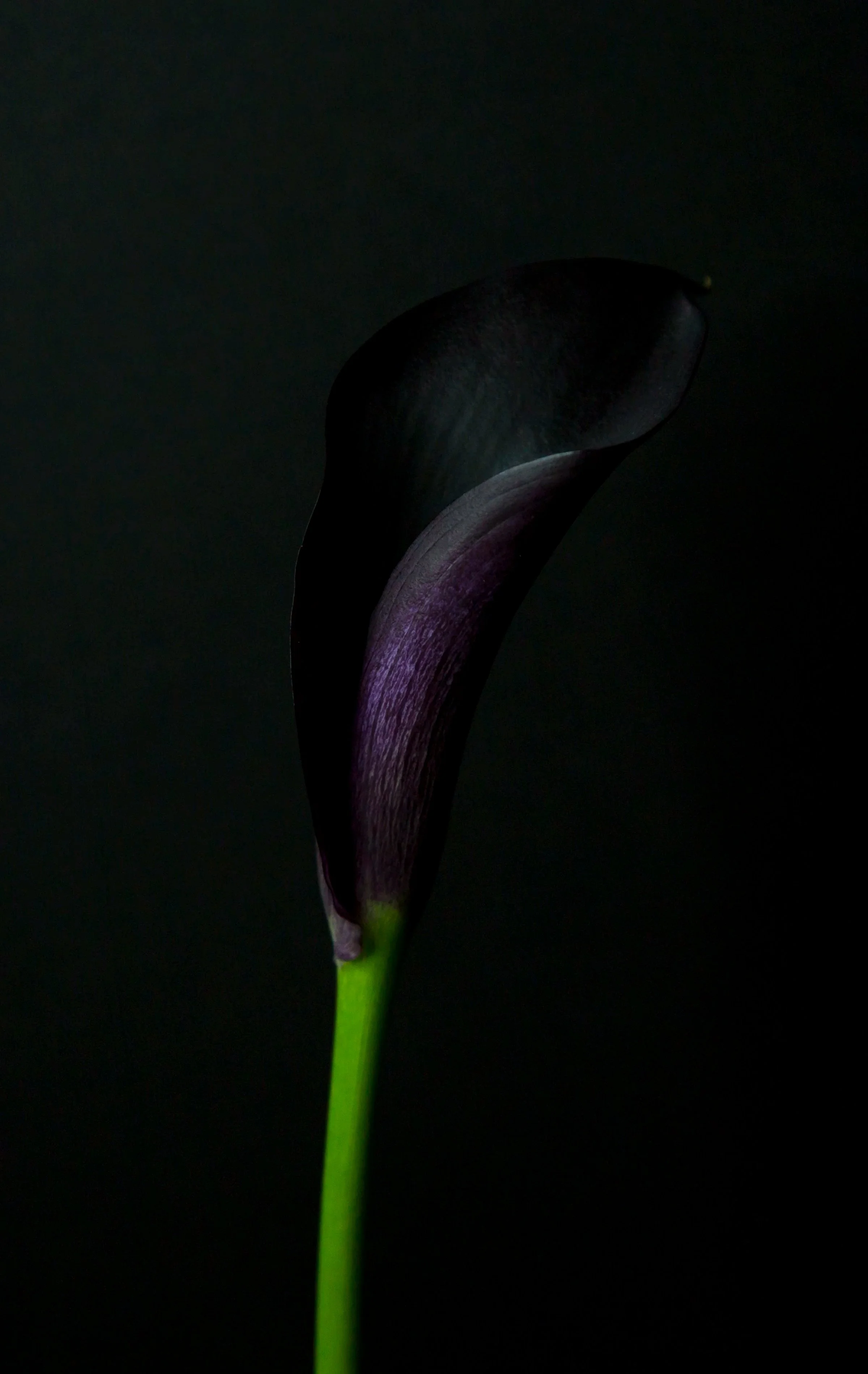 Close up photograph of a deep purple calla lily bloom and bright green stem on a black background.
