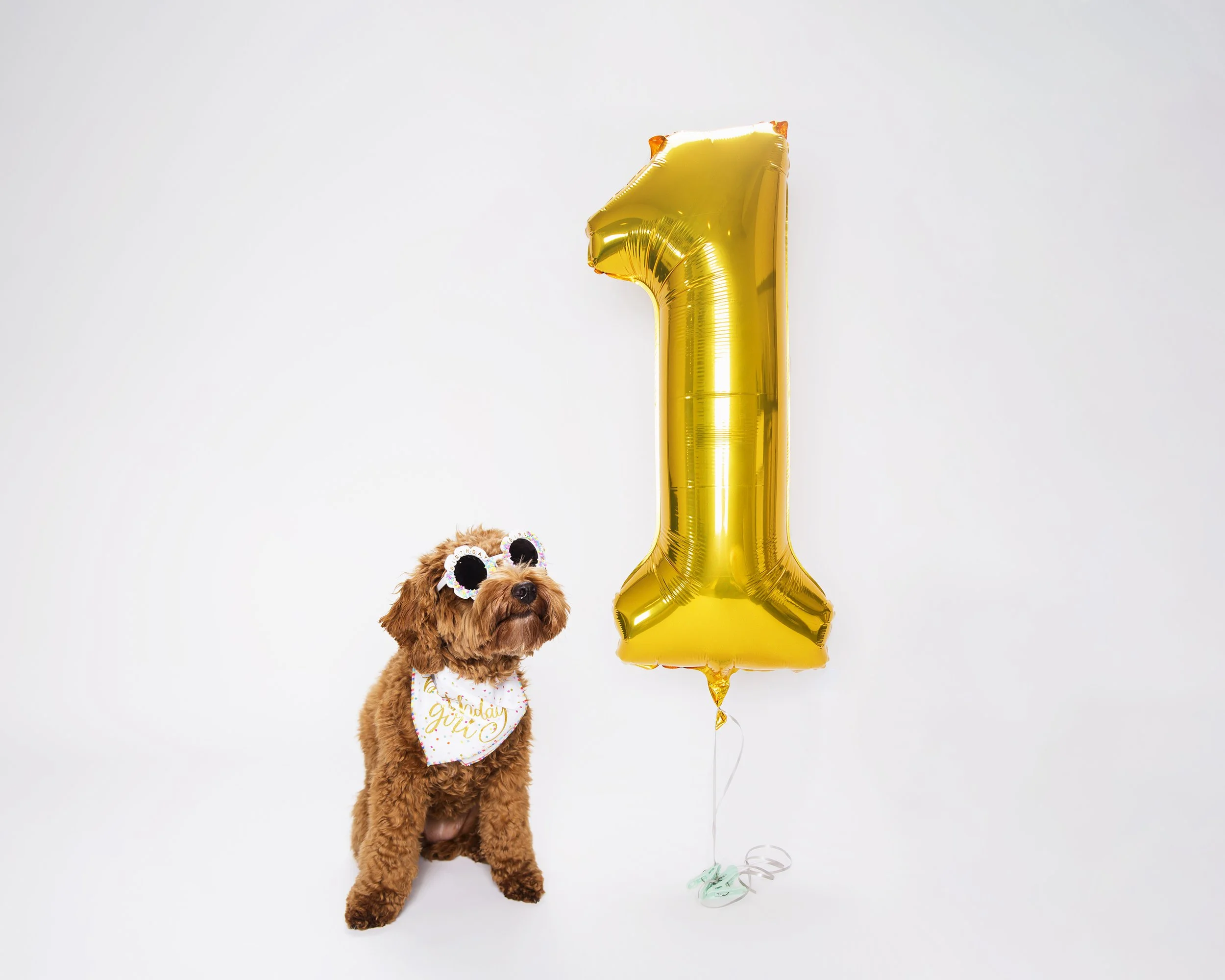 Golden Doodle puppy wearing flower shaped sunglasses and a bandana that says birthday girl sitting next to a gold balloon of the number one. 