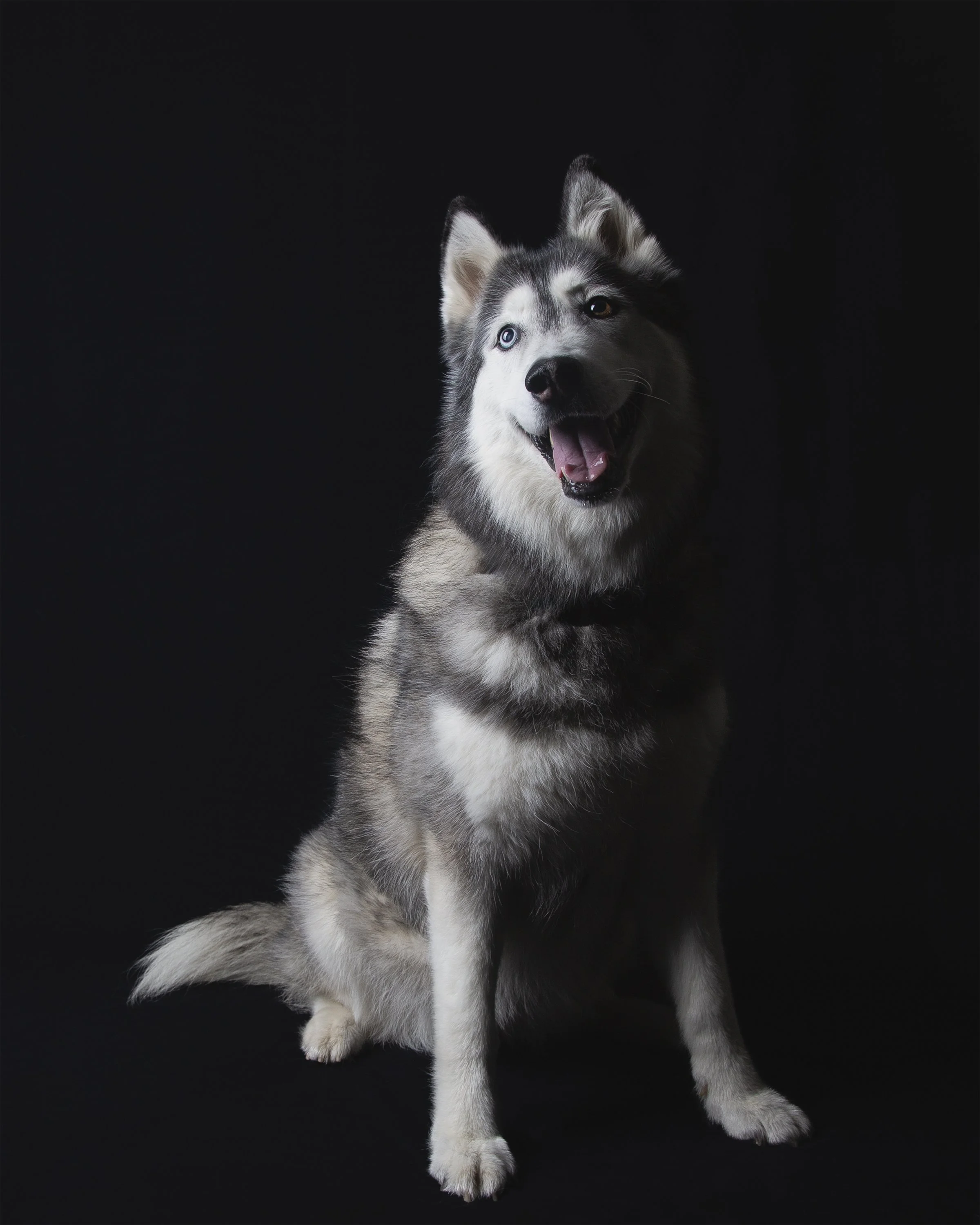 Portrait of a happy black and white Siberian Husky dog on a black background. 