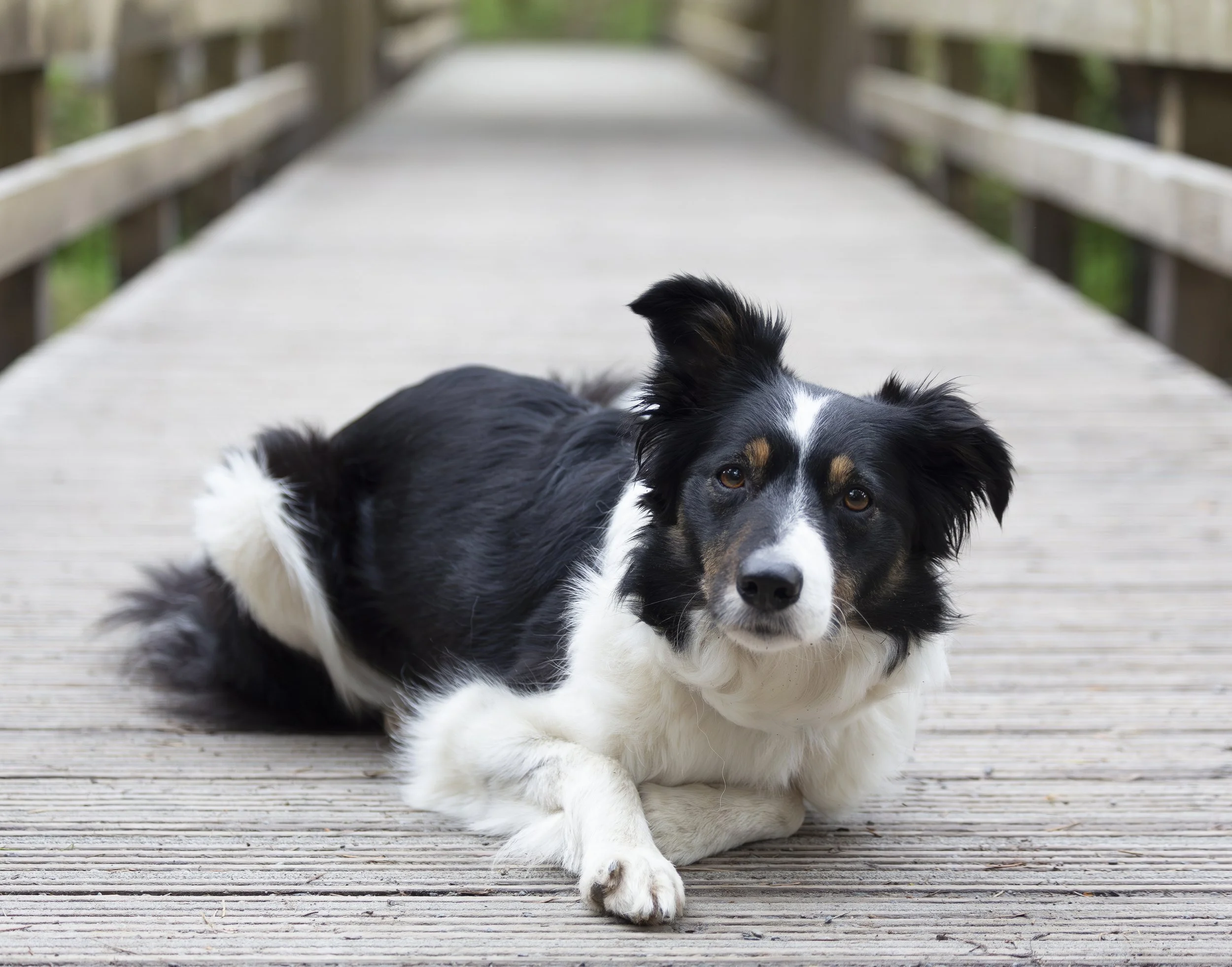 A black and white Border Collie lies on a wooden bridge with his head lifted looking towards the camera. 