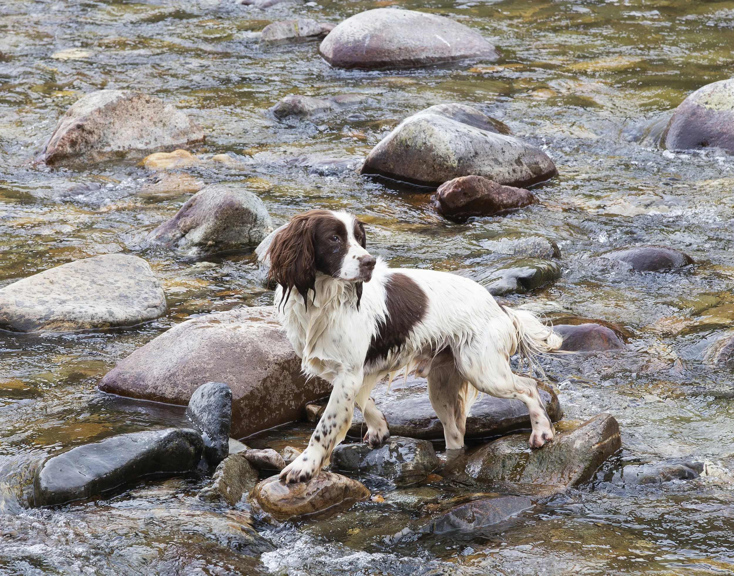 A brown and white springer spaniel stands on a rock in the middle of a river. 