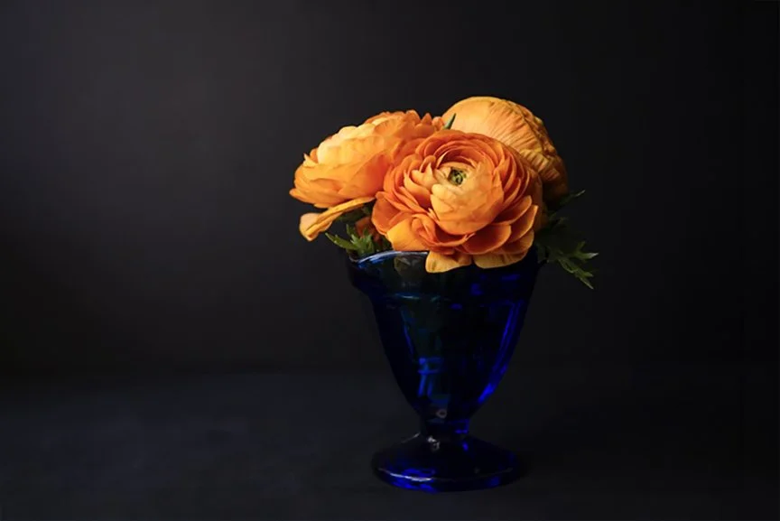 A still life image of bouquet of three Persian Buttercup or Ranunculus flowers in a deep blue glass vase on a black background. 
