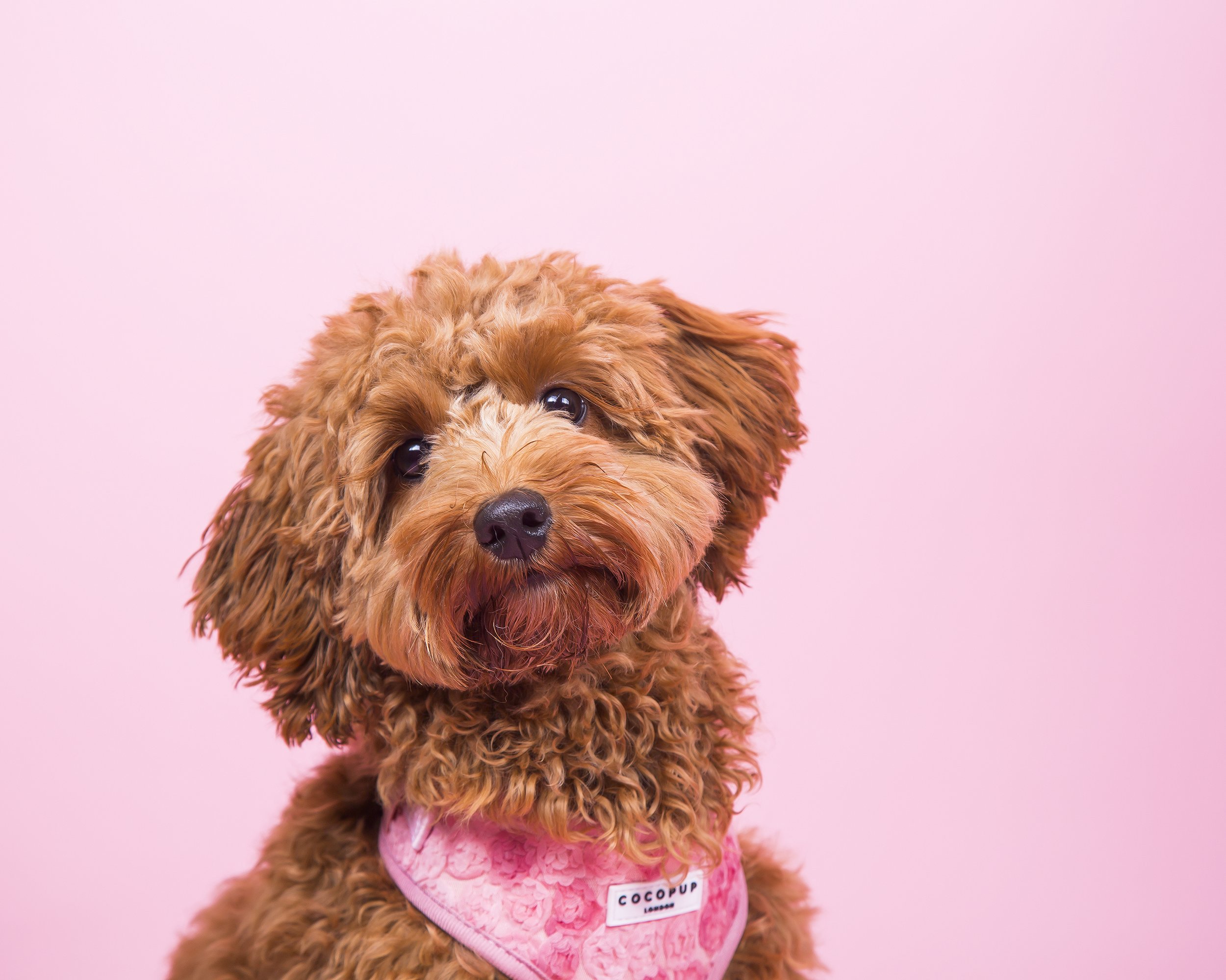 A golden doodle puppy looks at the camera with her head tilted on a pink background. 